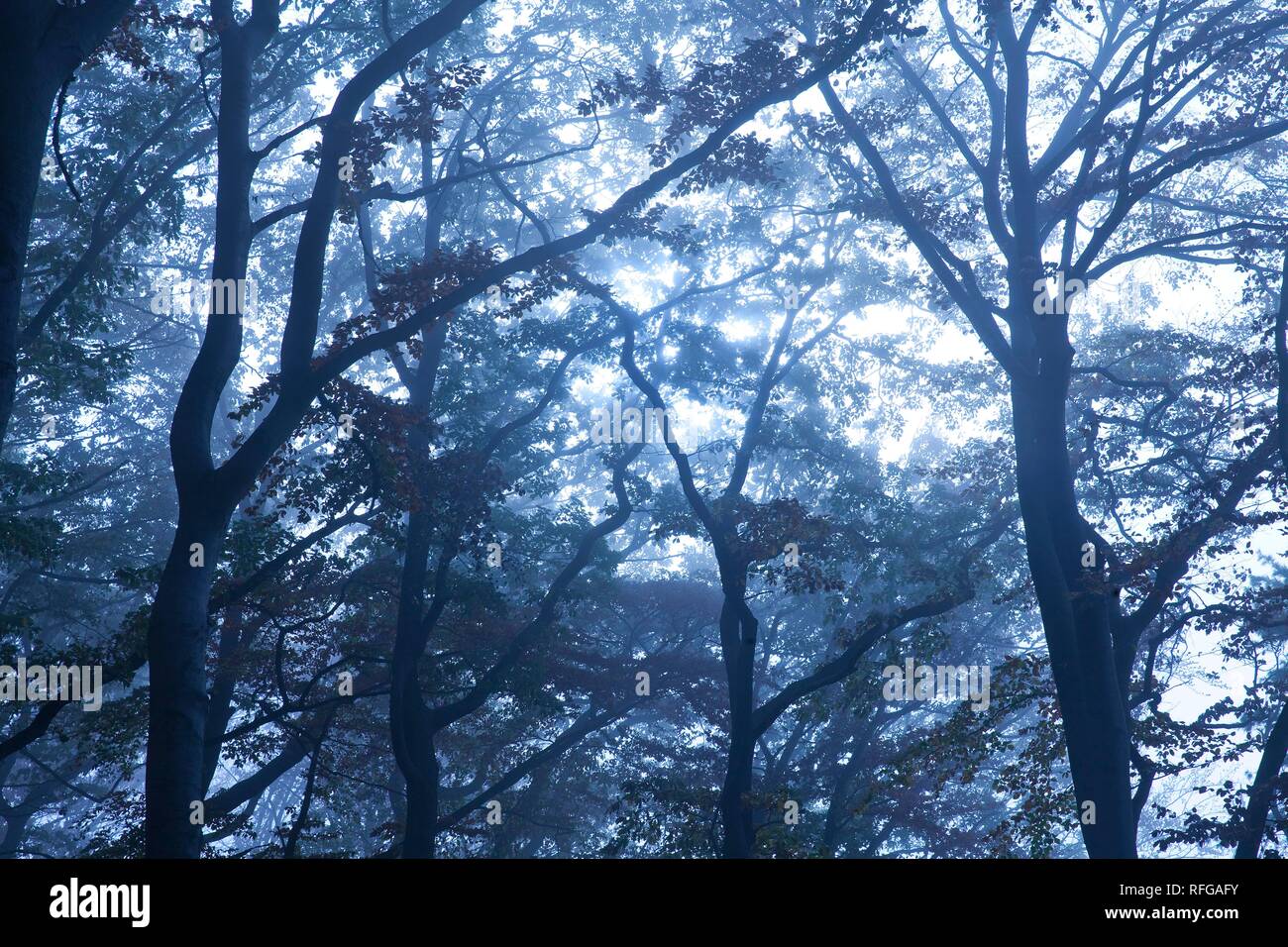 Misteriosa nebbia paesaggio forestale all'alba, Witten, zona della Ruhr, Nord Reno-Westfalia, Germania Foto Stock