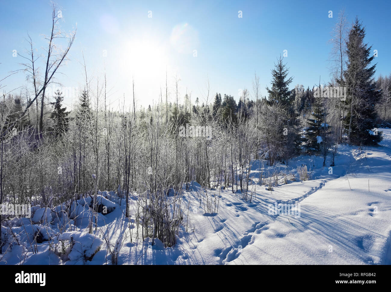 Trasformata per forte gradiente la brina su alberi nel paesaggio invernale Foto Stock