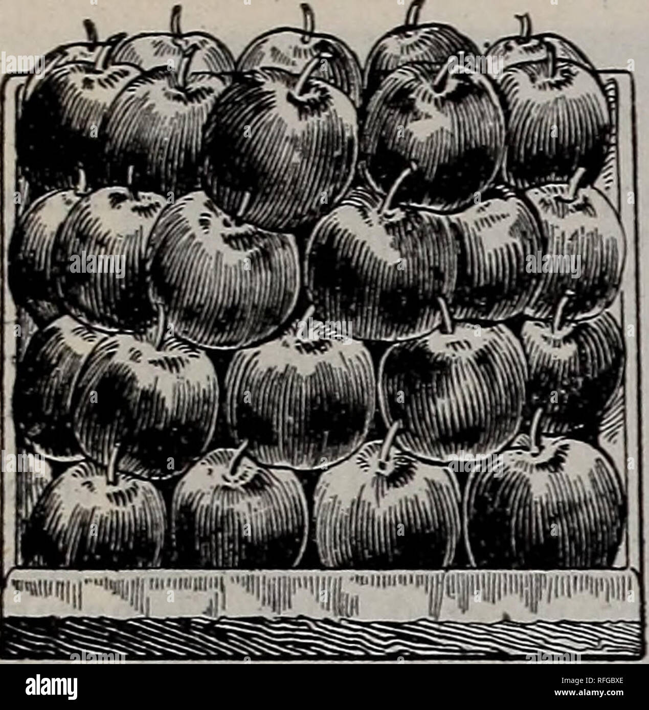 . Catalogo, primavera 1901. Vivaio nello Stato di New York) cataloghi; alberi da frutto cataloghi; bacche Cataloghi Cataloghi di frutta. Jonathan Apple. Questo bello e raffinato rosso aromatizzato Apple è stato a lungo il preferito, successo- ing lontano ovest, come è molto ardito. Il Jonathan originato in Woodstock, N. Y., e fu esposto come presto come 1829, e talvolta chiamato il nuovo Spitzenberg. Esso ha una migliore reputa- zioni in Occidente che nel New England e New York, e fa bene in molti degli Stati occidentali e nei frutteti di montagna sulla Costa del Pacifico. Sebbene un autunno e inizio inverno frutta, tranne in n Foto Stock