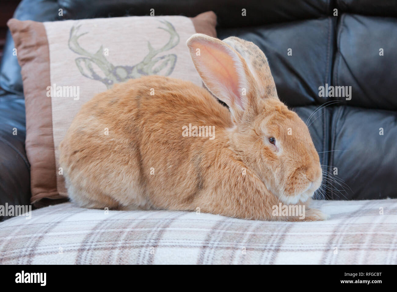 Un Gigante fiammingo il coniglio che vivono in ambienti chiusi Foto Stock