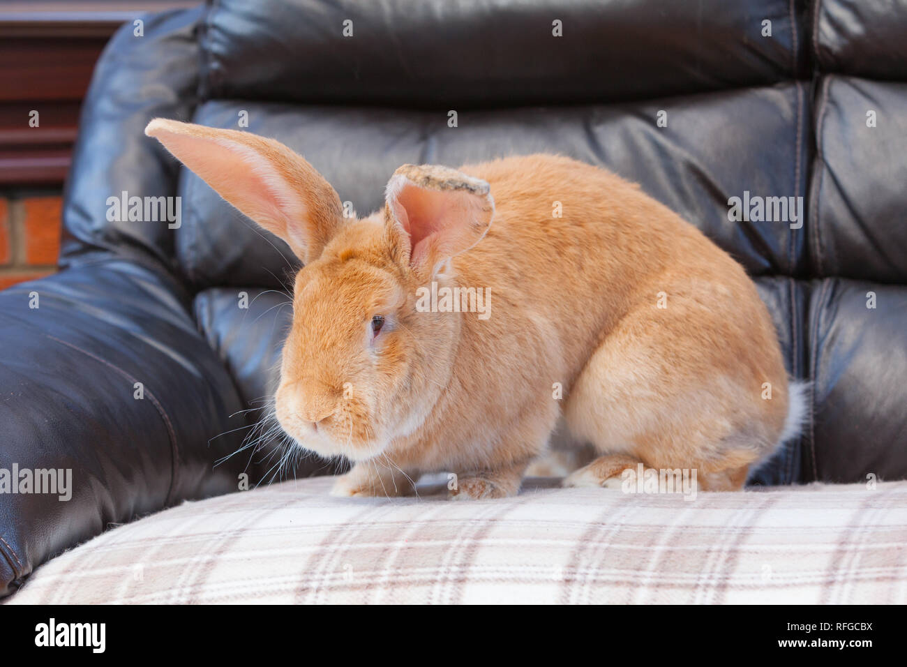 Un Gigante fiammingo il coniglio che vivono in ambienti chiusi Foto Stock