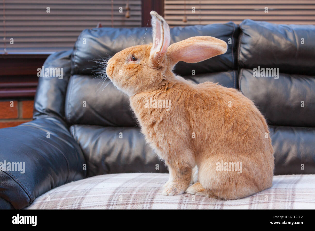 Un Gigante fiammingo il coniglio che vivono in ambienti chiusi Foto Stock