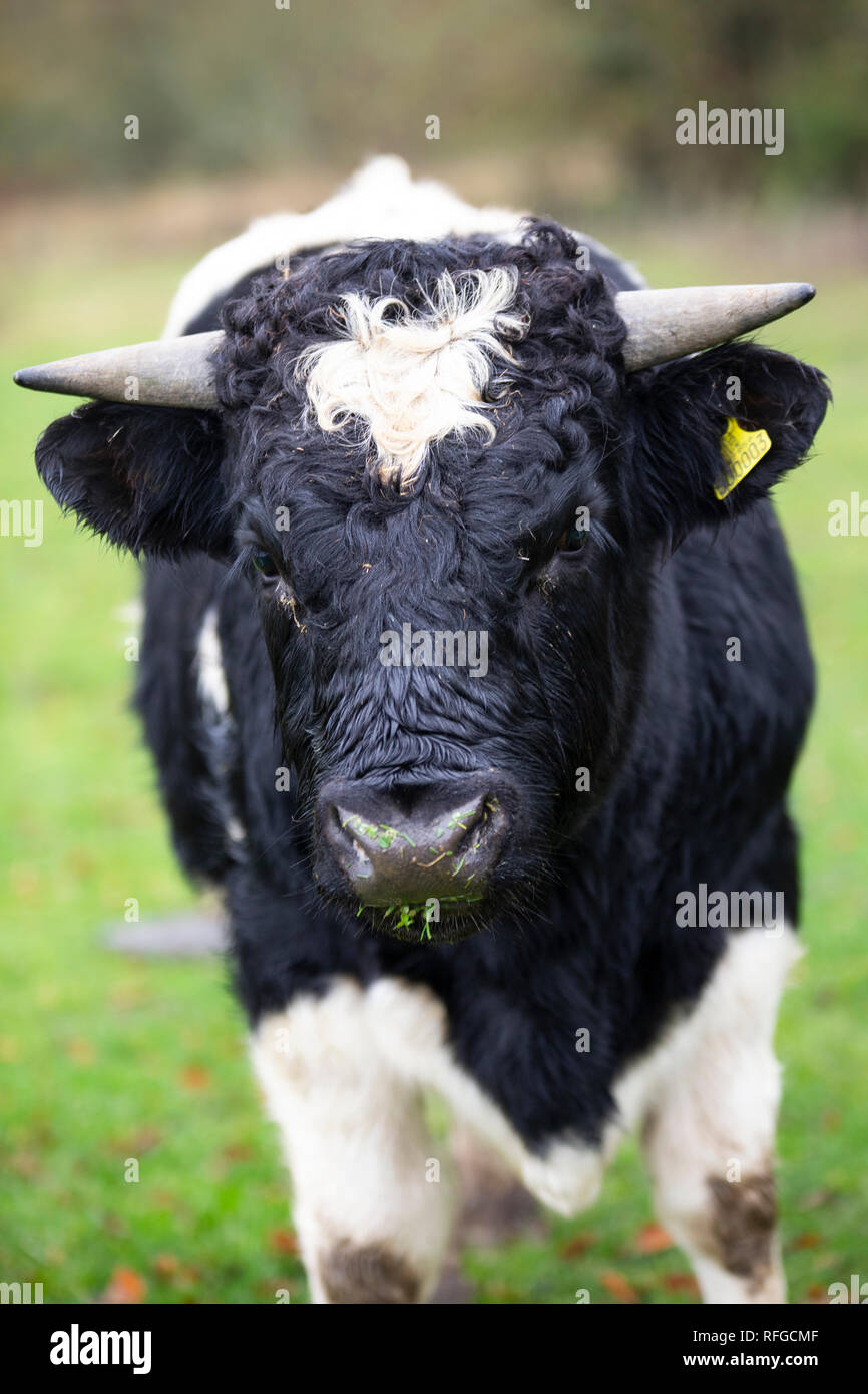 Shetland Bovini, Claddach Farm Foto Stock
