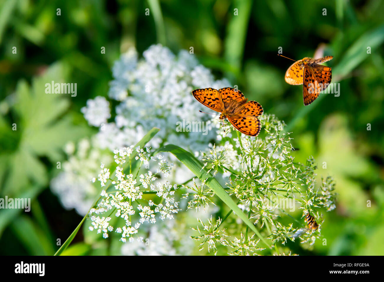 Bella luminosa Butterfly Boloria selene si siede su un campo bianco fiore Queen Anne's pizzo. Foto Stock