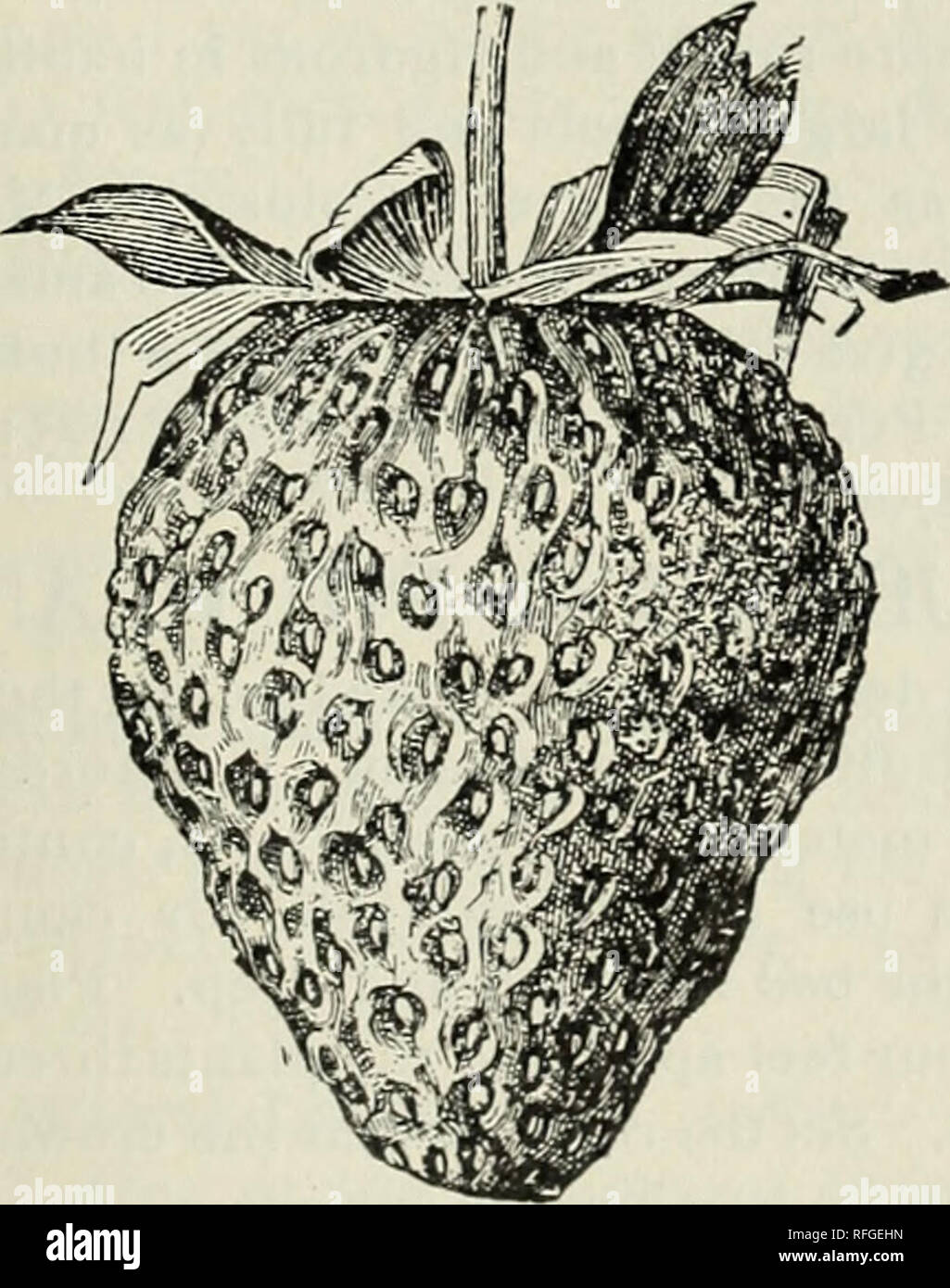 . Illustrato e catalogo descrittivo di frutta e di alberi ornamentali, sempreverdi, di arbusti, vigne, piccole piante da frutto, ecc. Vivai (orticoltura), Missouri, Saint Louis, cataloghi e alberi da frutto, piantine, cataloghi; frutta, cataloghi; piante ornamentali, cataloghi; alberi, piantine, cataloghi; arbusti, cataloghi. Ilaverlan d. Jessie-molto grandi, belle qualità. Uno dei migliori primi fragole.. Parker Earle. Parker Earle-piante molto robuste; forte^ radici penetrante; enormemente produttivo; fiori perfetti, protetto da gelate tardive da abbondanti foglie: tralicci forti e grandi: bacche regul Foto Stock