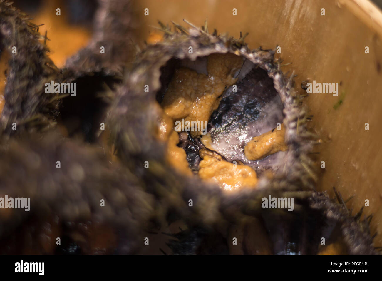 Golden Egg Urchin, il meglio della cucina giapponese, ricci di mare dall'Oceano Pacifico, Super close up di urchin uova. Famoso cibo in Matsushima, Miyaki-Gun Foto Stock