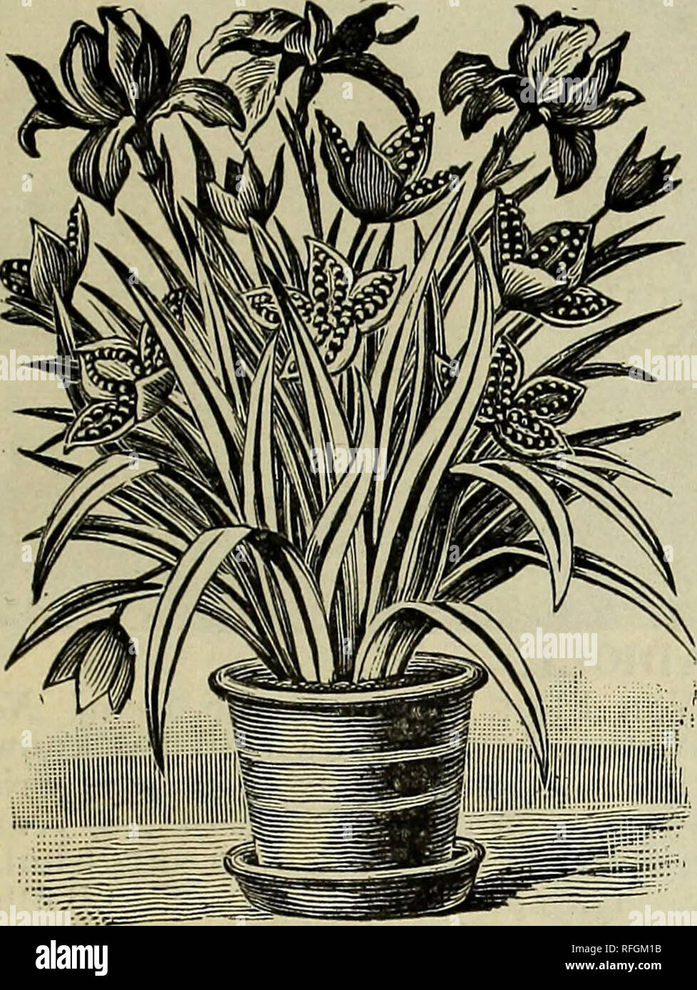 Nuovo E Piante Rare Bulbi E Semi Vivaio New Jersey Woodstown Cataloghi Piante Ornamentali Cataloghi Arbusti Cataloghi Fiori Semi Cataloghi Lampadine Piante Cataloghi Eucomis Regia Royal Crown Una Lampadina Di Nobili