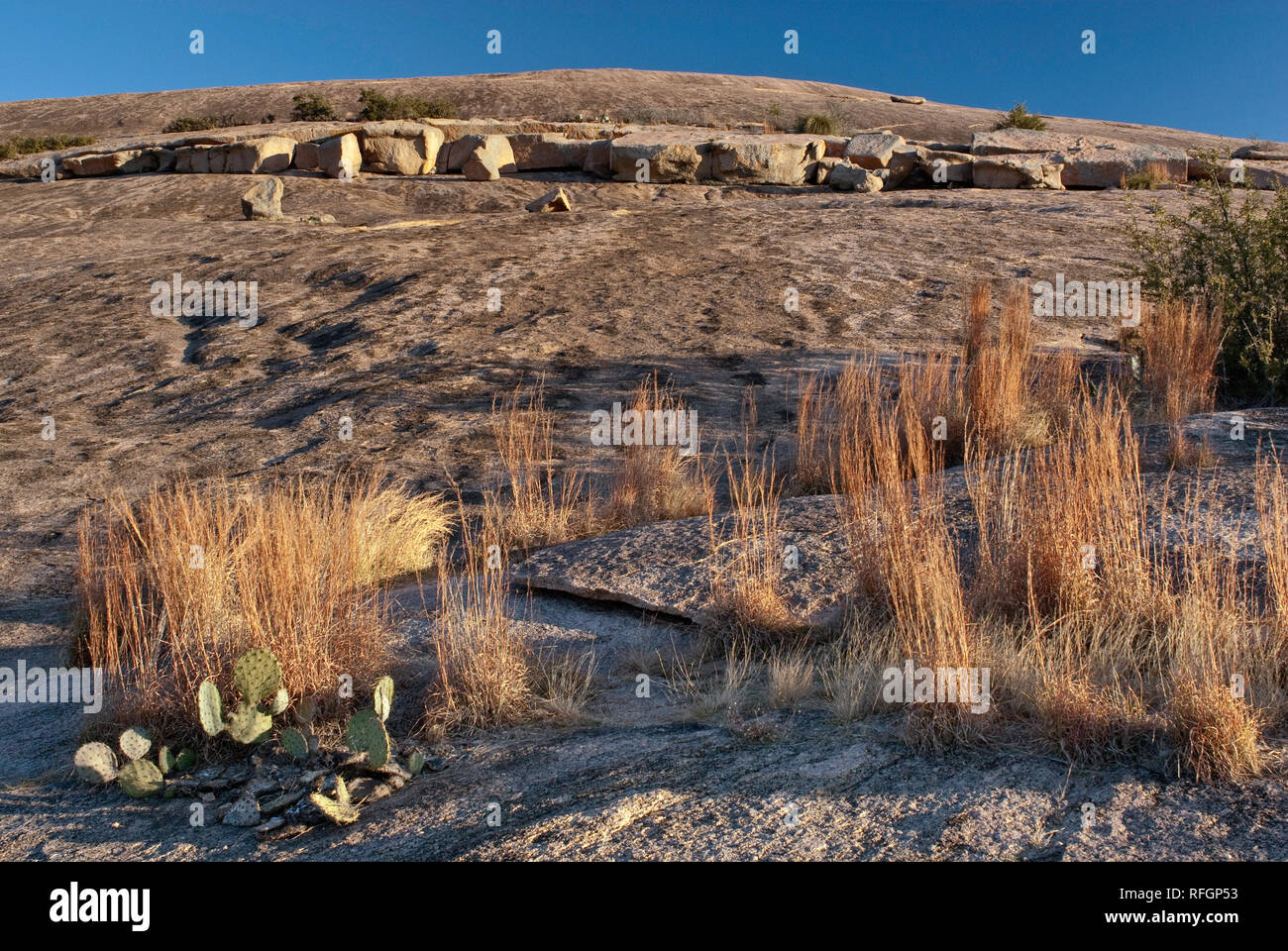 Strati di granito esfoliati, graminacee, presso il Main Dome of Enchanted Rock in Hill Country vicino Fredericksburg, Texas, USA Foto Stock