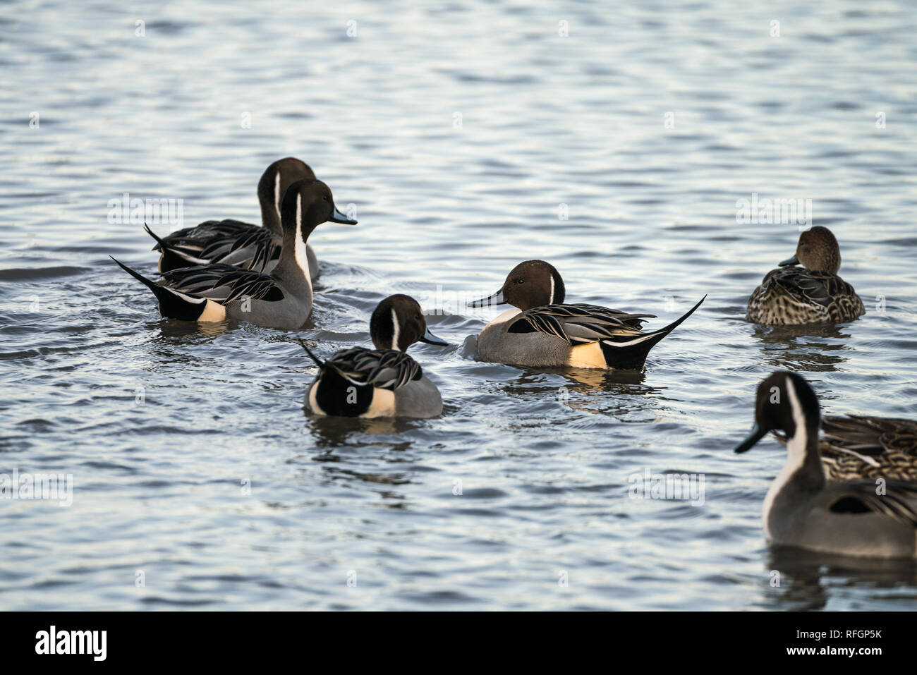 Gruppo di Northern Pintail anatre (Anas acuta) nuoto Foto Stock