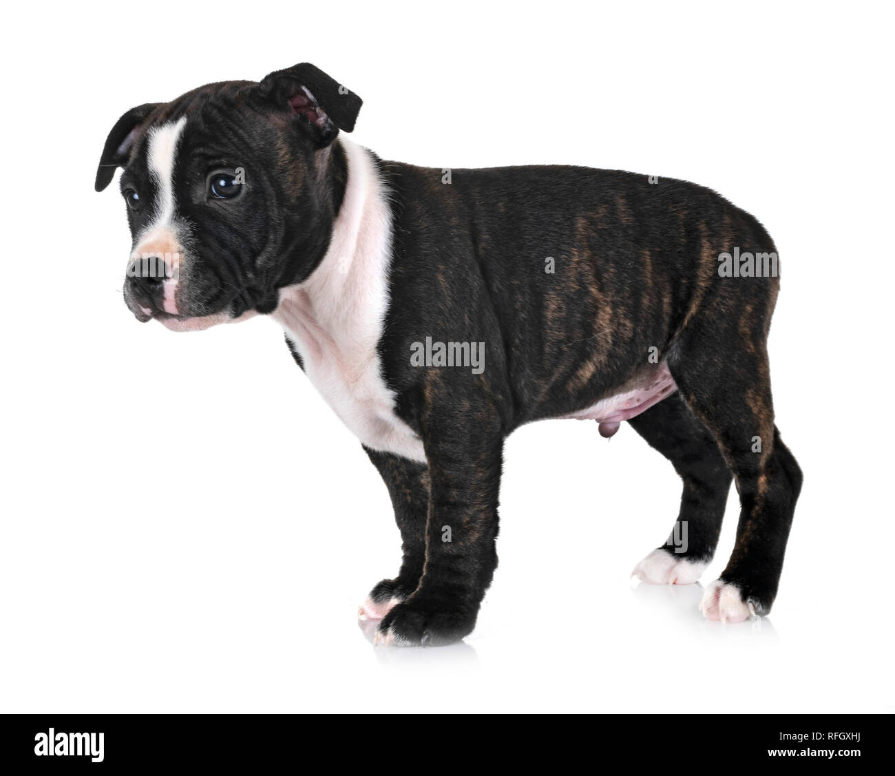 Cucciolo di staffordshire bull terrier di fronte a uno sfondo bianco Foto Stock