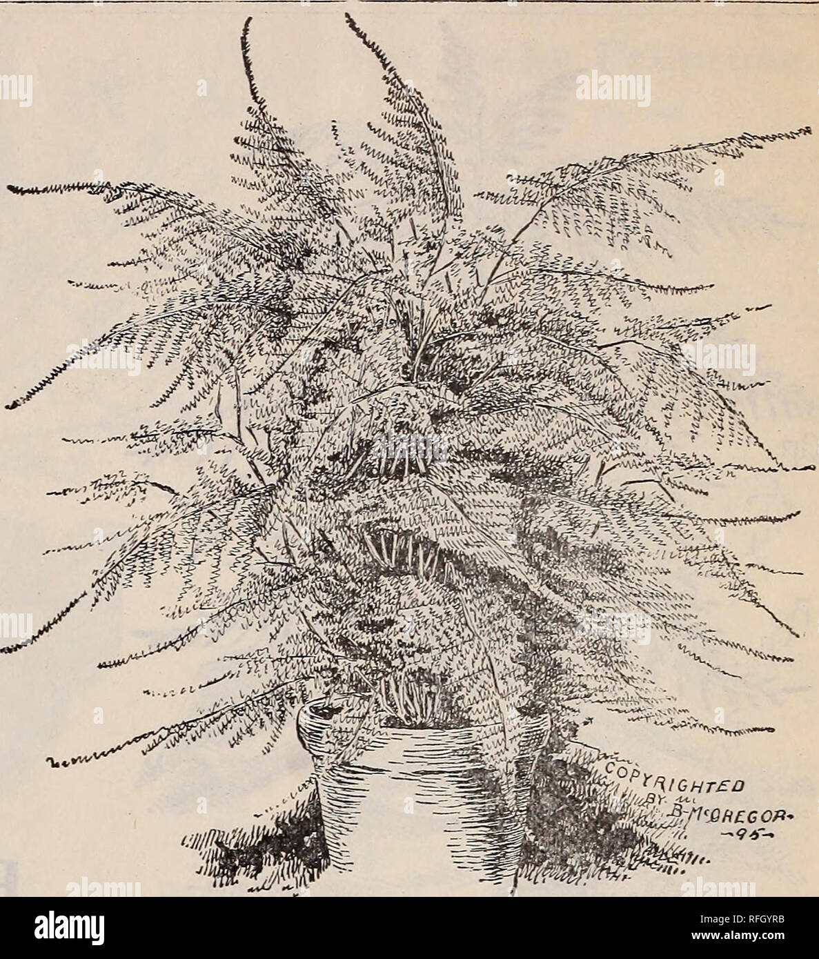 . Gemme floreali per la fioritura invernale. Vivai (orticoltura) Ohio Springfield cataloghi; piante ornamentali, cataloghi; fiori cataloghi; lampadine (piante) Cataloghi. Il FOGLIAME DI ASPARAGUS PLUMOSUS NANUS. Il FOGLIAME DI ASPARAGUS PLUMOSUS NANUS. (Giapponese PIZZI FERN.) uno dei handsomest dei nostri impianti di fogliame. Le foglie sono di un colore verde brillante, graziosamente arcuata e come finemente tessute come i migliori silken mesh. La loro qualità di durata quando il taglio è notevole, mantenendo la loro freschezza per settimane, quindi si classifica come la più preziosa pianta che abbiamo per questo scopo, superando la fanciulla capelli felce in grazia, finezza di texture e di ricchezza di Foto Stock