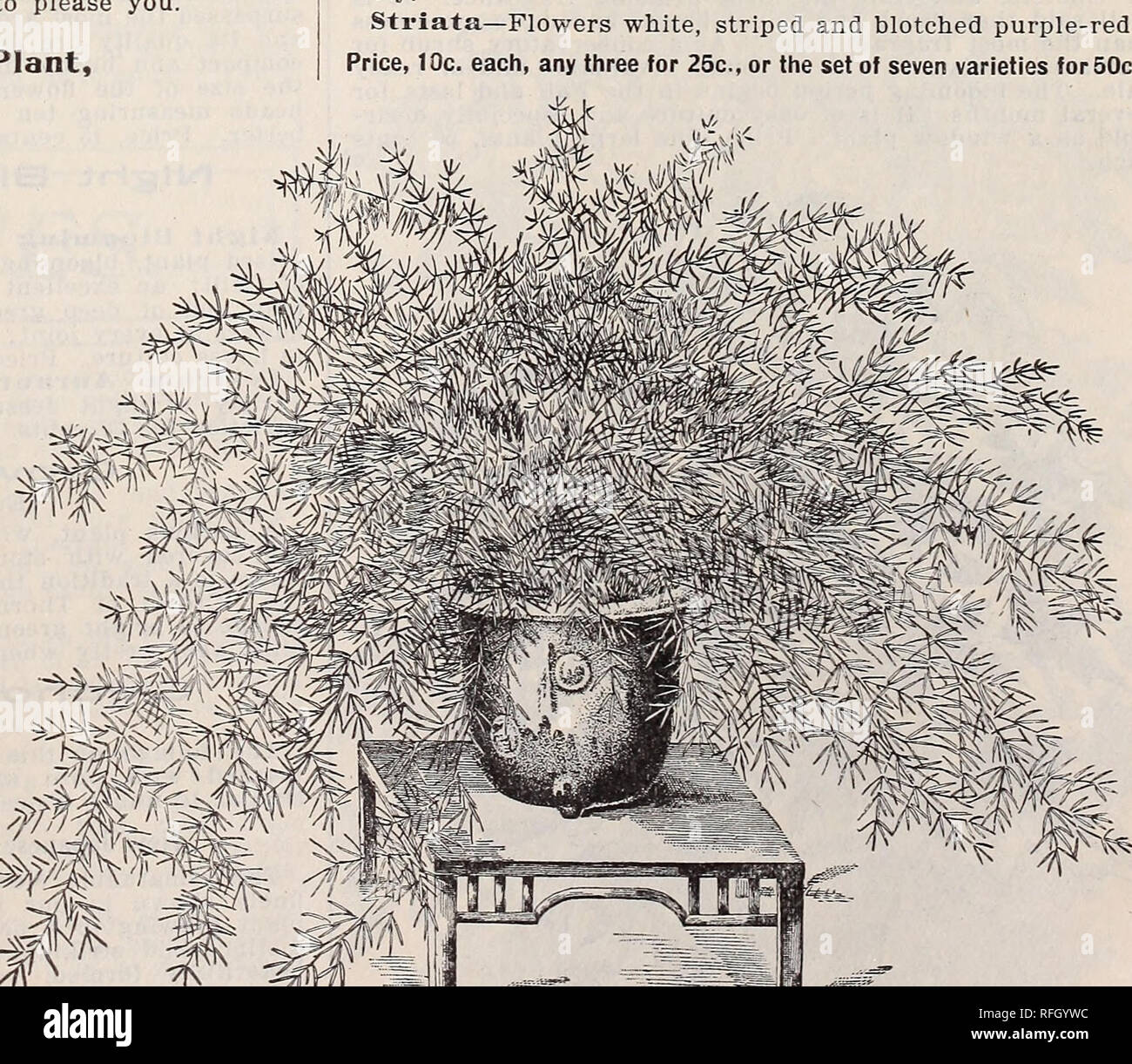 . Gemme floreali per la fioritura invernale. Vivai (orticoltura) Ohio Springfield cataloghi; piante ornamentali, cataloghi; fiori cataloghi; lampadine (piante) Cataloghi. Facciamo una specialità di Primrose crescente e alimentare il commercio con essi dalle decine di migliaia di persone. Il nostro seme è procurata da i più celebri produttori in Europa, in modo che per la dimensione dei fiori e la nitidezza dei colori non possono essere uguagliato. 1 m r p il meglio delle piante Winter-Blooming, la primula cinese. Alcune piante dare maggiore soddisfazione rispetto alla Primrose, es- particolarmente per la fioritura invernale, per cui è particolarmente adatto. Esso sho Foto Stock