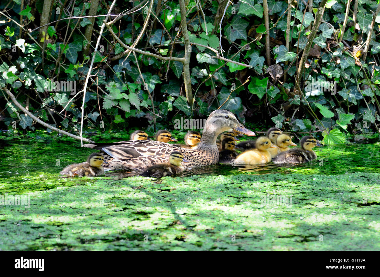Mallard Duck [Anas platyrhynchos] femmina con anatroccoli di età diverse Foto Stock
