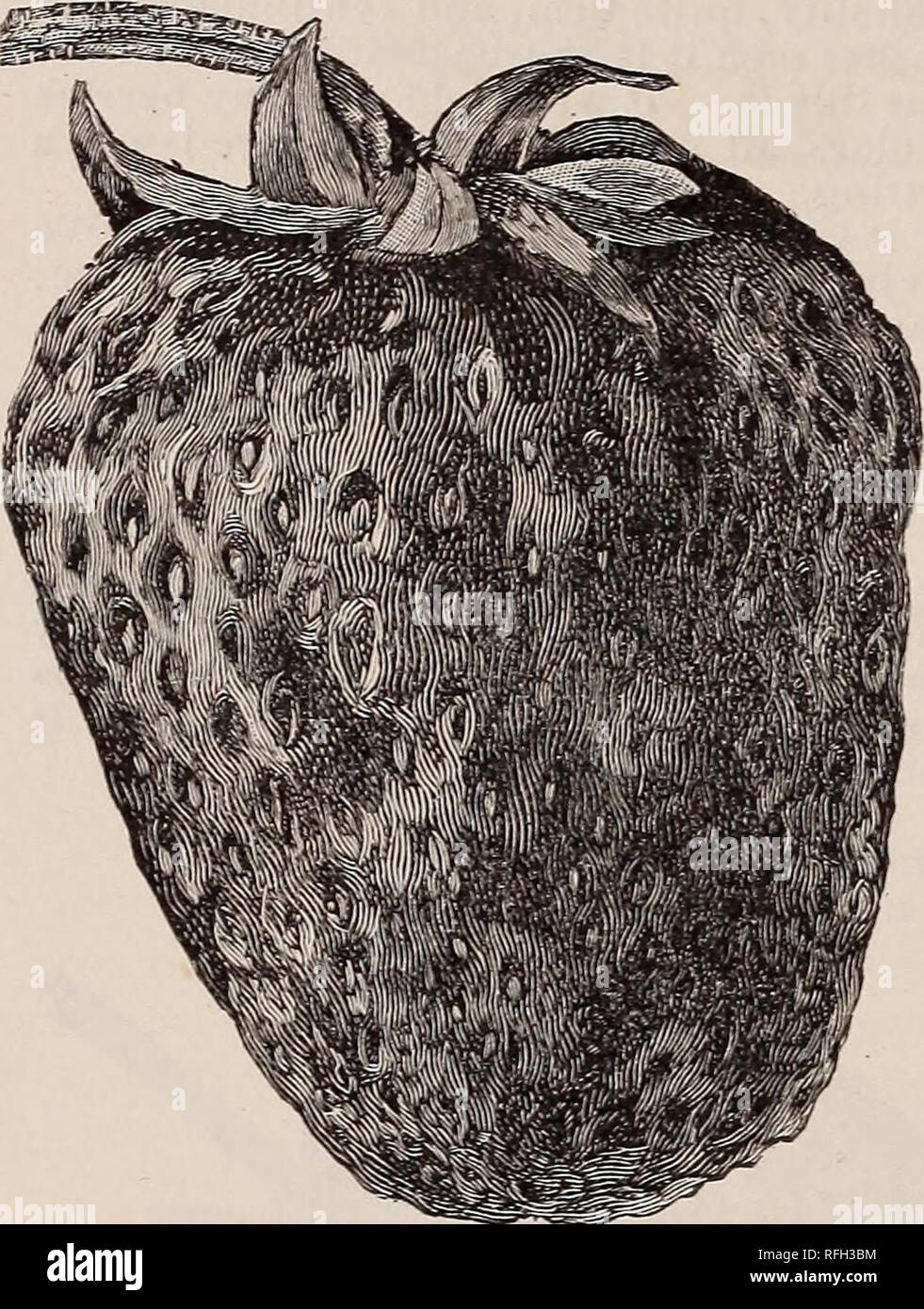 . Un frutto-Growers' catalogo di alberi da frutto per il profitto. Vivai (orticoltura) Delaware Bridgeville cataloghi; alberi da frutto piantine cataloghi; bacche cataloghi; alberi da frutta a guscio cataloghi. BRIDGEVILLE VIVAI . 12 . MYER &AMP; FIGLIO BRIDGEVILLE. DELAWARE [FRAGOLE, ha continuato. POCOMOKE. L'ordinante dice: "originato vicino al fiume Pocomoke; è stato trovato crescente dove ci liad stati alcuni Wilson e Sharpless fragole oggetto di dumping e ha la pretesa di essere una piantina della vecchia Wilson attraversata dal Sharpless. La bacca è rotondo, conico e ricorda il vecchio Wilson, ma è molto più grande. Uno dei migliori Foto Stock