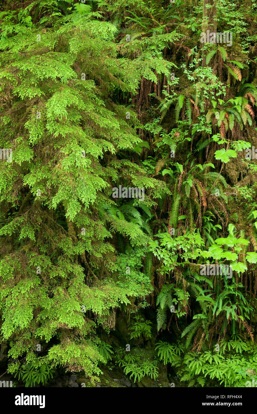 Il rigoglioso sottobosco fogliame di un vecchio-crescita della foresta pluviale temperata; Quinault Sentiero nella foresta pluviale, Olympic National Forest, Washington. Foto Stock