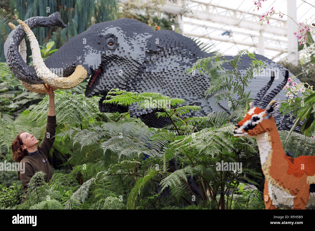 Giardino RHS Wisley, Surrey, Regno Unito. 25 Jan 2019.Emma Allen, Giardino Manager, 44 dal Surrey aggiunge il tocco finale al display. La Lego elefante che è fatta di mattoni di 271,739, ha preso sei persone 1600 ore a creare. Ci sono più di 40 LEGO® sculture di mattone su mattone grande Safari, all'interno della serra in giardino RHS Wisley che corre dal 26 gennaio al 3 marzo 2019. Il life-size LEGO® mattone creazioni possono essere trovati annidato tra la vegetazione lussureggiante in entrambe le aree temperate e tropicali del duomo-come Serra. Credito: Oliver Dixon/Alamy Live News Foto Stock