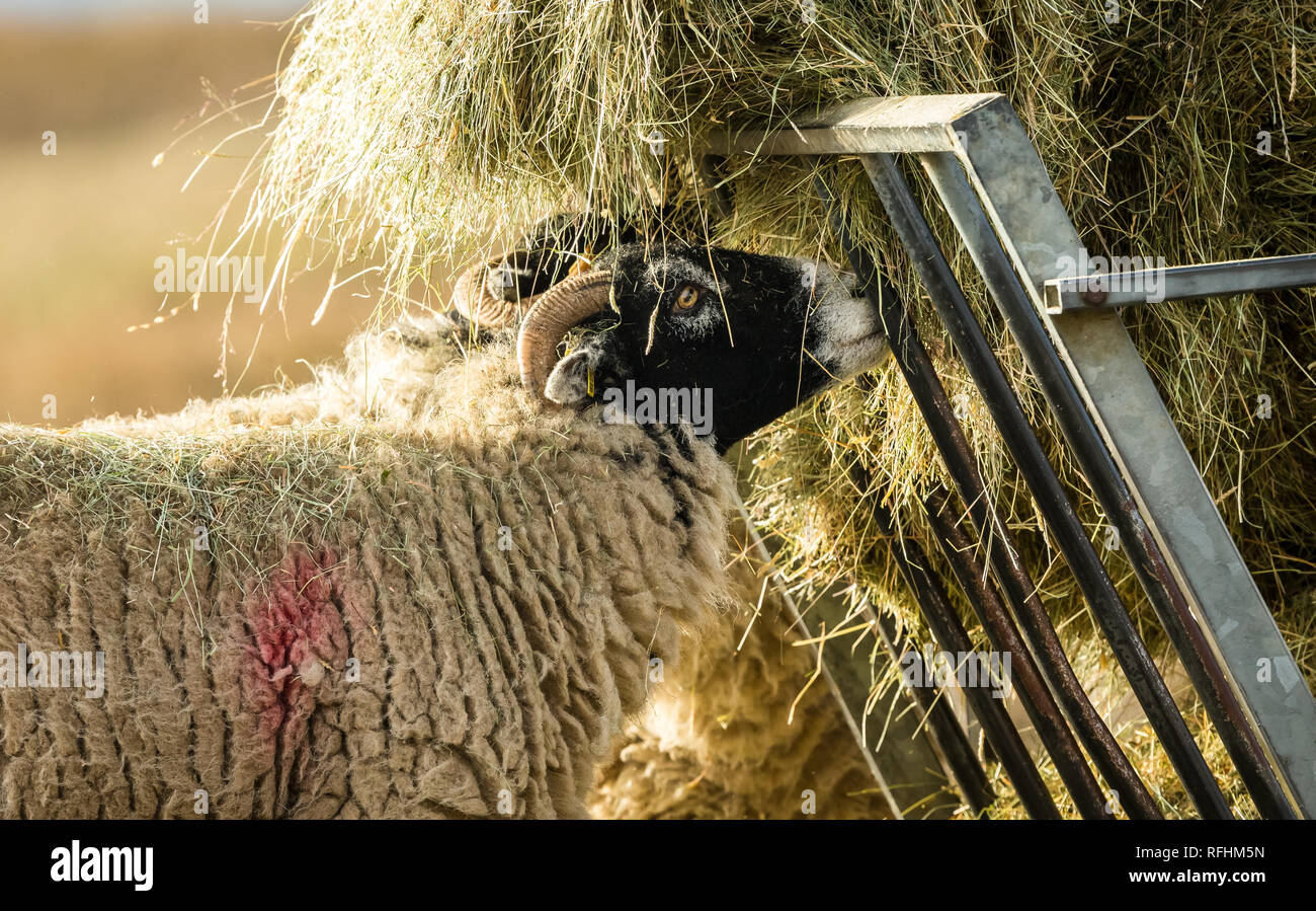 Swaledale pecora in inverno. Aprire la brughiera allevamento collinare in Yorkshire Dales, Inghilterra, Regno Unito. Swaledale pecore sono una comune razza di pecore in Nord Yorks Foto Stock