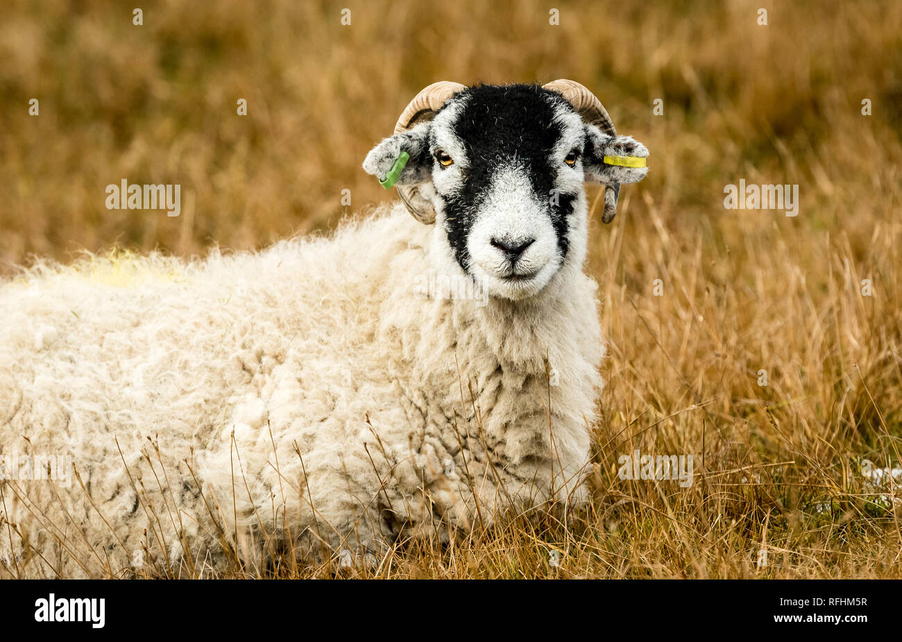 Swaledale pecora in inverno. Aprire la brughiera allevamento collinare in Yorkshire Dales, Inghilterra, Regno Unito. Swaledale pecore sono una comune razza di pecore in Nord Yorks Foto Stock