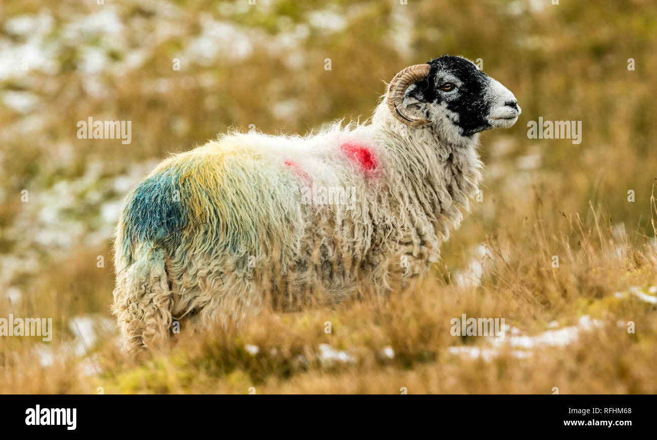 Swaledale pecora in inverno. Aprire la brughiera allevamento collinare in Yorkshire Dales, Inghilterra, Regno Unito. Swaledale pecore sono una comune razza di pecore in Nord Yorks Foto Stock
