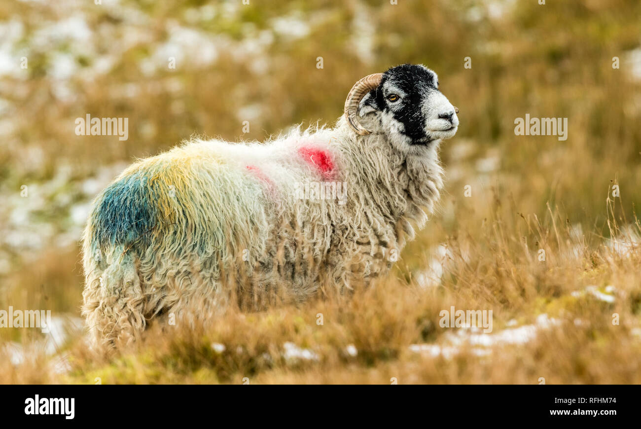 Swaledale pecora in inverno. Aprire la brughiera allevamento collinare in Yorkshire Dales, Inghilterra, Regno Unito. Swaledale pecore sono una comune razza di pecore in Nord Yorks Foto Stock
