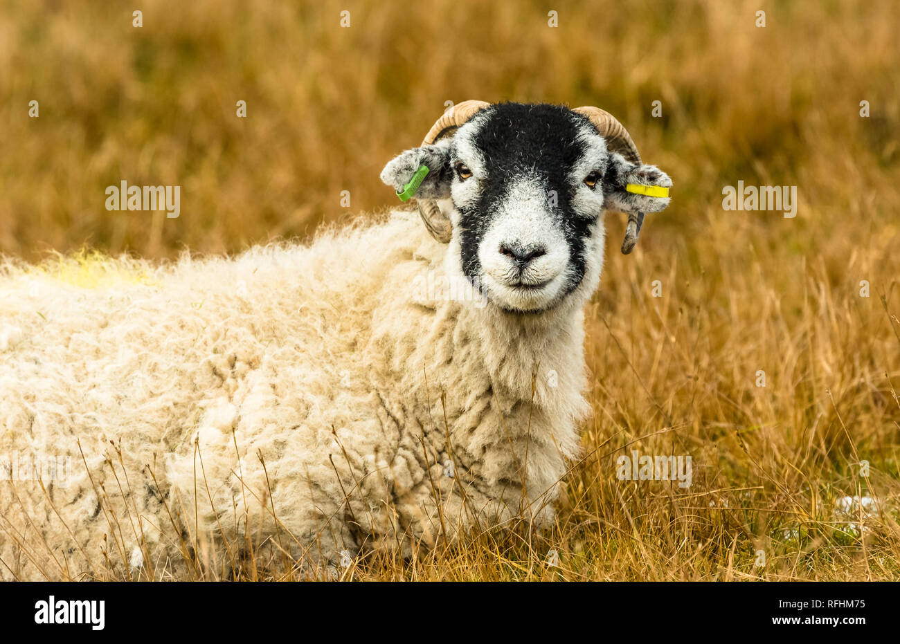 Swaledale pecora in inverno. Aprire la brughiera allevamento collinare in Yorkshire Dales, Inghilterra, Regno Unito. Swaledale pecore sono una comune razza di pecore in Nord Yorks Foto Stock