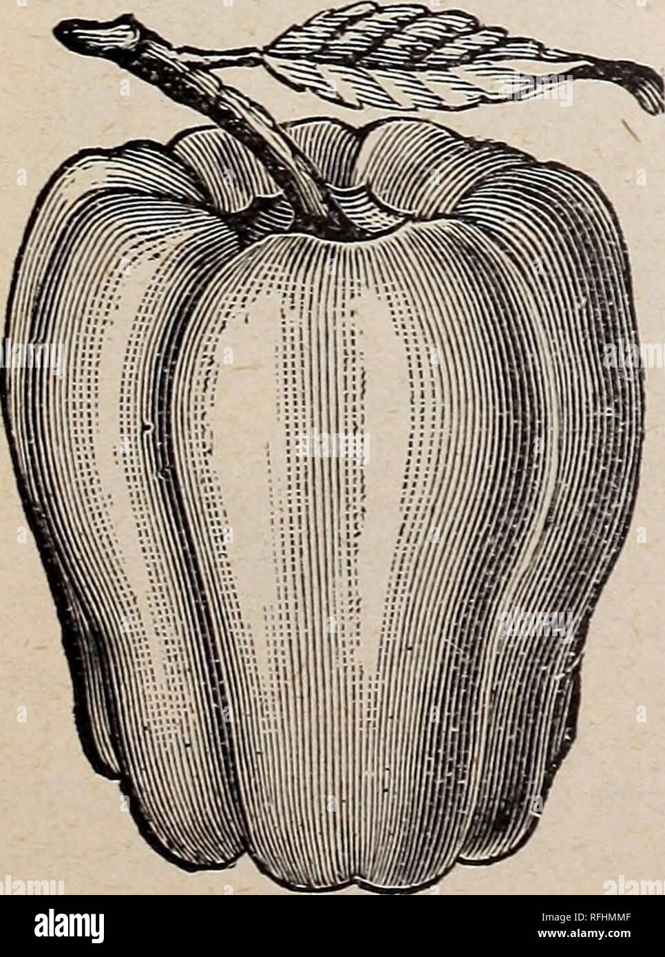 . Leonard giardinieri di mercato " catalogo : stagione 1900. Vivaio Illinois Chicago cataloghi; fiori Semi cataloghi; semi di ortaggi cataloghi; attrezzi agricoli cataloghi. Guernsey*. Montagna dolce. A SQUASH O A FORMA DI POMODORO-un buon rosso va- riety. Utilizzati in gran parte per tagliare fino in sottaceti misti; oz, 25c; 34 lb. 75c. RUBY RE-belle, grandi. Buona per i peperoni verdi, ma piuttosto in ritardo nella maturazione; oz, 20c; 34 lb, 50c. GOLDEN DAWN-il miglior ordinamento di colore giallo; ammenda e mite; oz, 25c; % lb, 75c. Ciliegia di colore rosso-un piccolo peperone rosso, buona per bottiglie", oz, 25c; 34 lb&GT; 75c. Peperoncino e si tratta di un ordinamento più brevi rispetto a quelle a lungo C Foto Stock