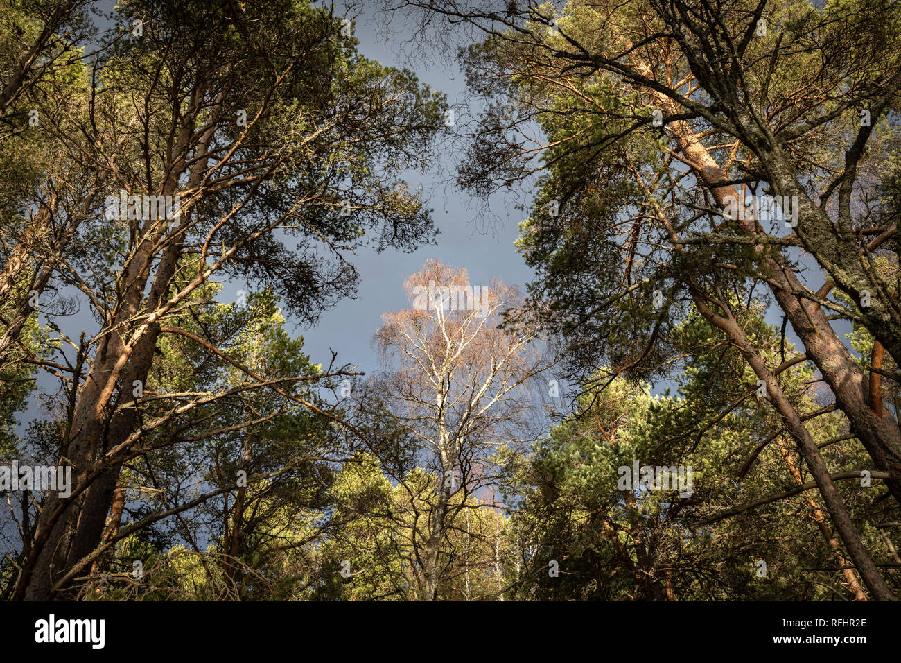 Silver Birch a Abernethy foresta nel parco nazionale di Cairngorms della Scozia. Foto Stock