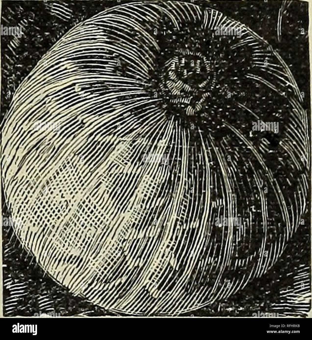 . Catalogo per l'autunno 1900. Vivai (orticoltura) nello Stato di New York Rochester cataloghi; alberi da frutto piantine Cataloghi Cataloghi di frutta. L'industria Uva Spina.- Una varietà di inglese che è ampiamente coltivata in questo paese. I n d M stry è meravigliosamente produttivi e porta la seconda ' non il primo anno piantate. È molto populai in Inghilterra. Un coltivatore ci raccolti 6.300 libbre di questa varietà da metà di un acro, reahzmg $187.50. Aveva questo prodotto stato offerto sul mercato in questo cotintry la quantità reahzed sarebbe stata più. Il frutto è di grandi dimensioni e di colore rosso scuro. Quando si effettua la tua Foto Stock