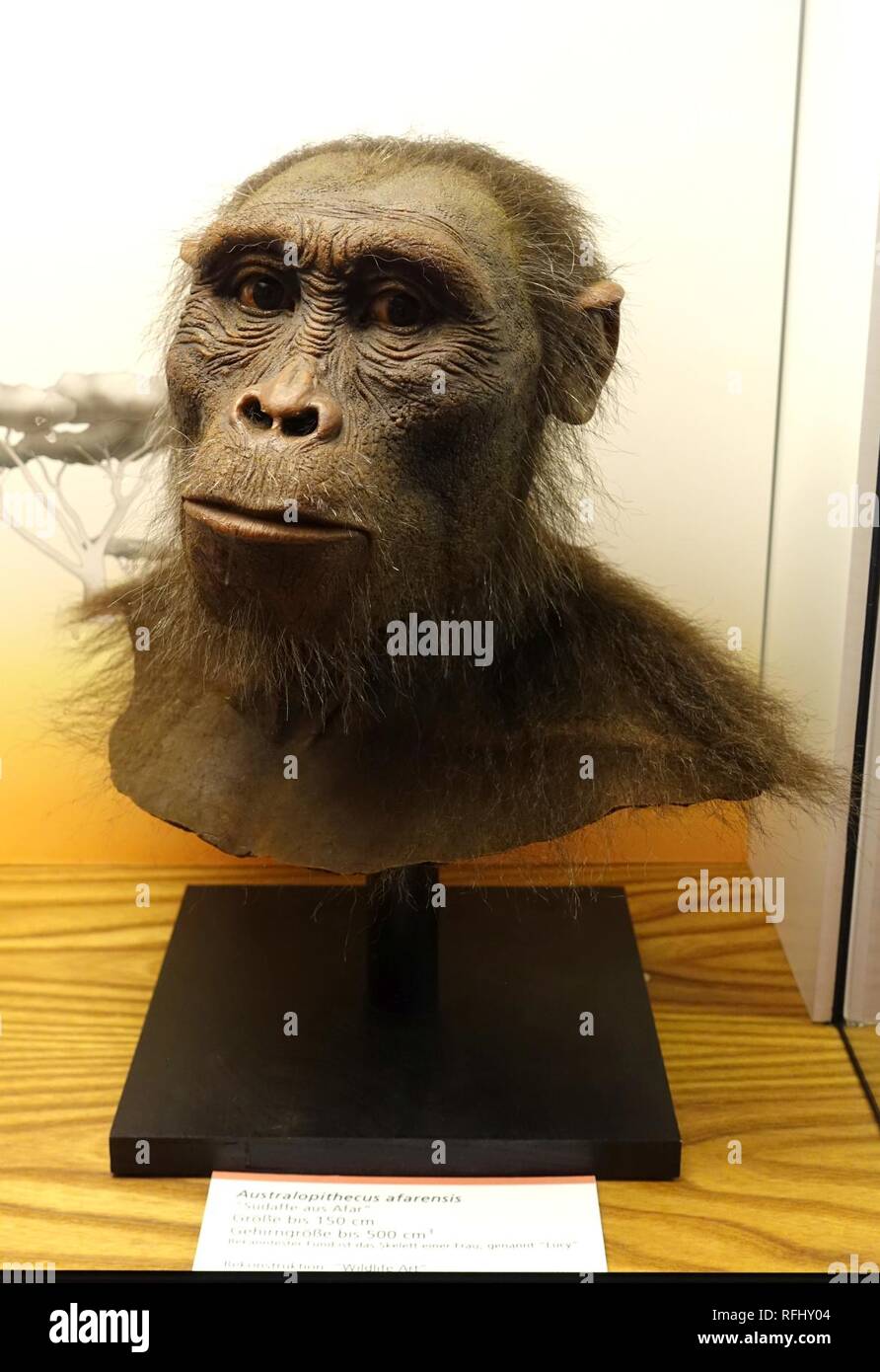 Australopithecus afarensis - Naturhistorisches Foto Stock