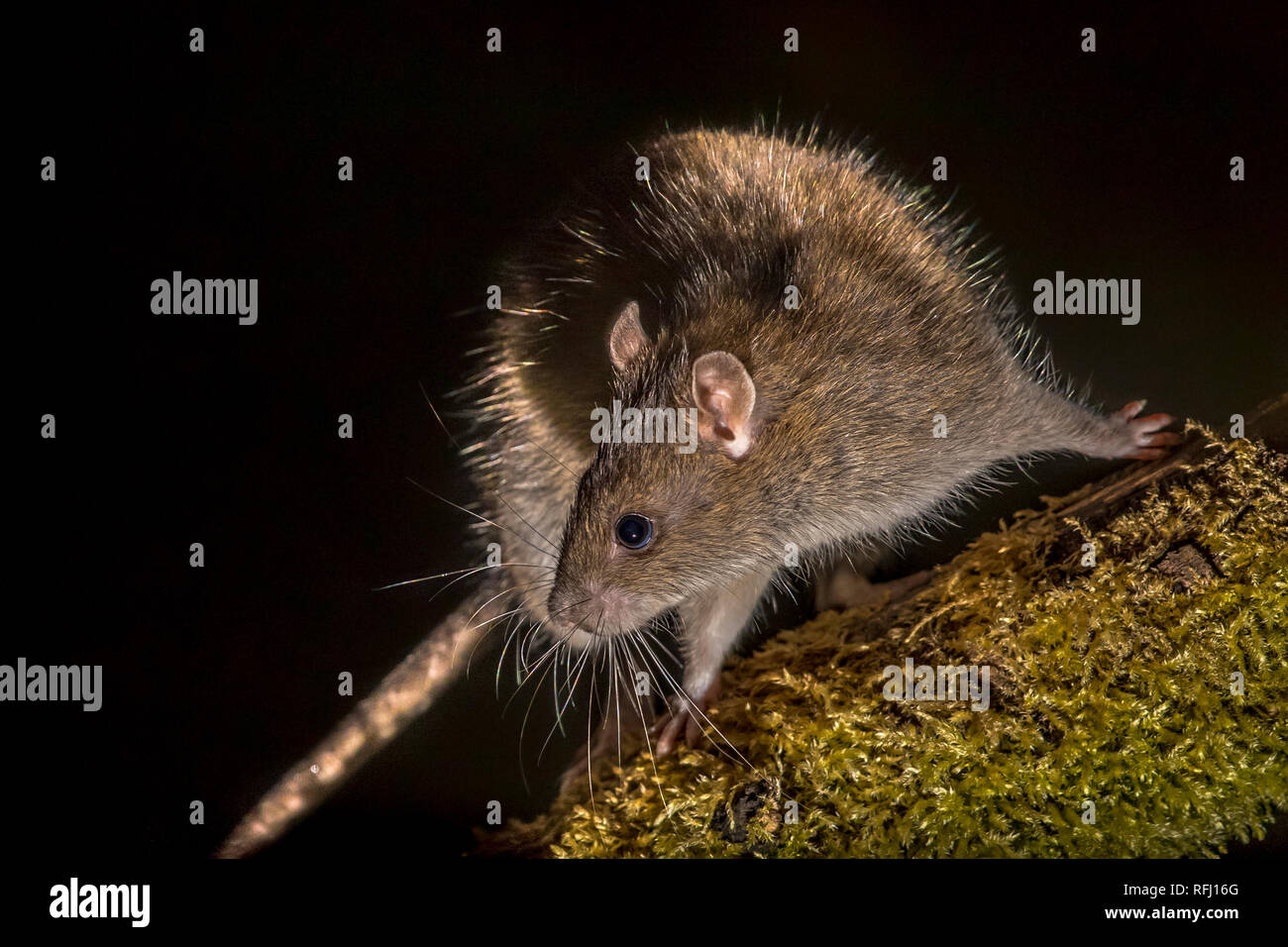 Wild marrone (ratto Rattus norvegicus) girando sul log di notte. Fotografie ad alta velocità immagine Foto Stock