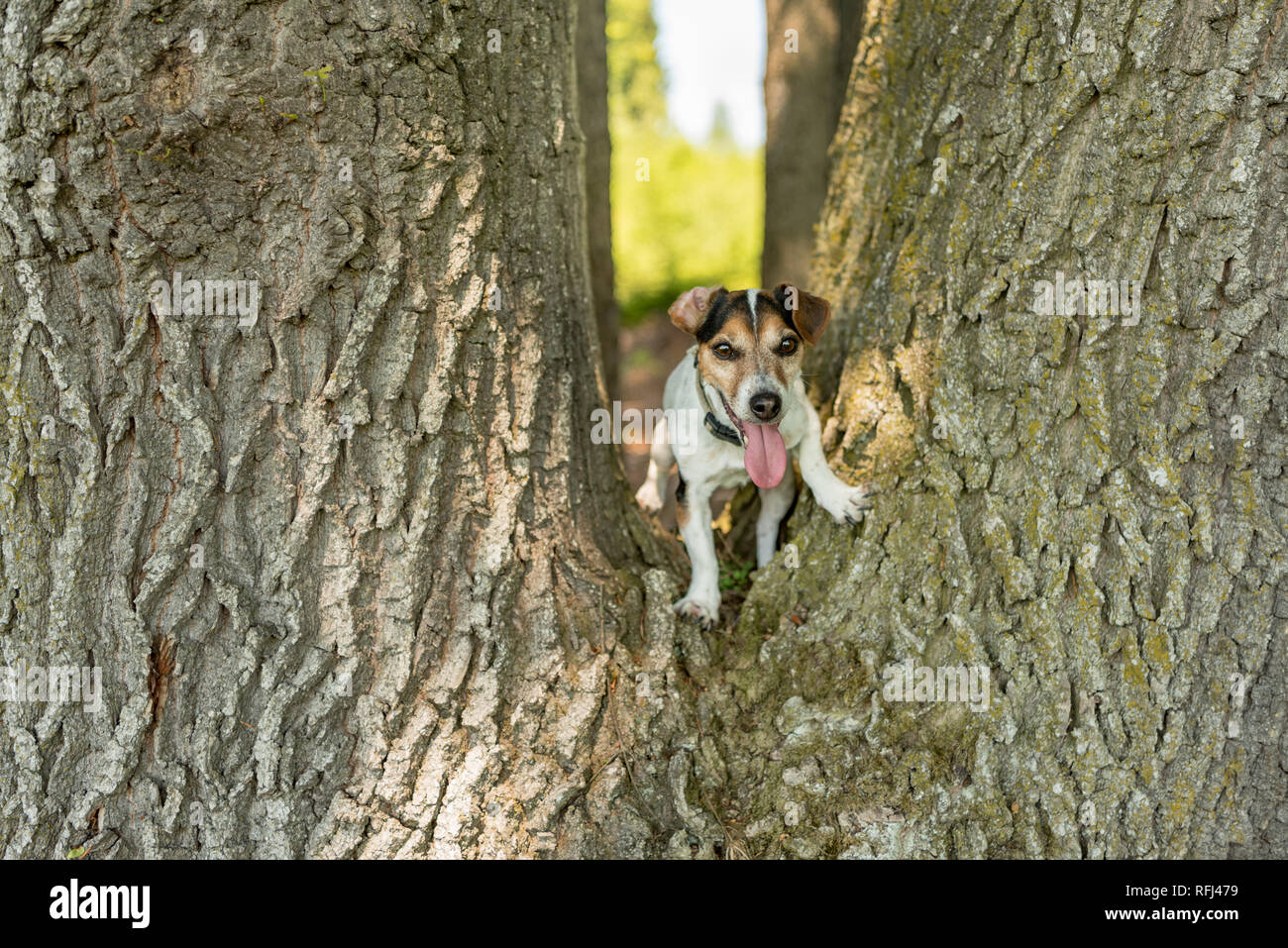 Piccolo Jack Russell Terrier doggy è salendo su un grande albero Foto Stock