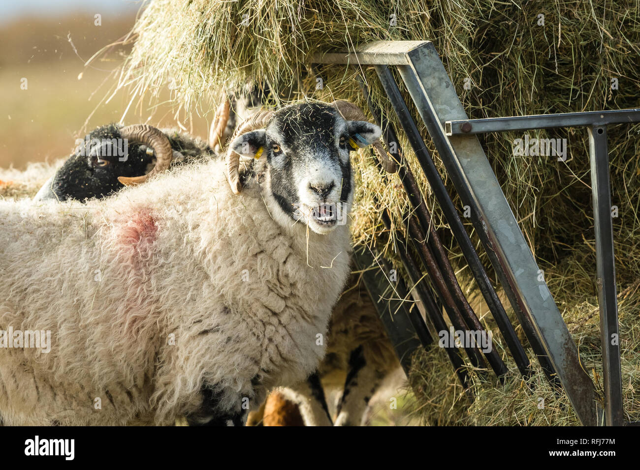 Swaledale pecora in inverno. Aprire la brughiera allevamento collinare in Yorkshire Dales, Inghilterra, Regno Unito. Swaledale pecore sono una comune razza di pecore in Nord Yorks Foto Stock