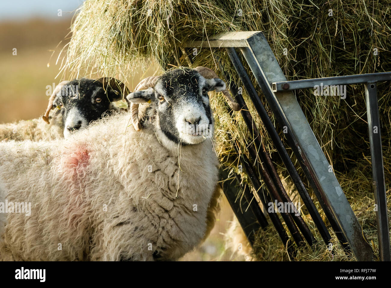 Swaledale pecora in inverno. Aprire la brughiera allevamento collinare in Yorkshire Dales, Inghilterra, Regno Unito. Swaledale pecore sono una comune razza di pecore in Nord Yorks Foto Stock