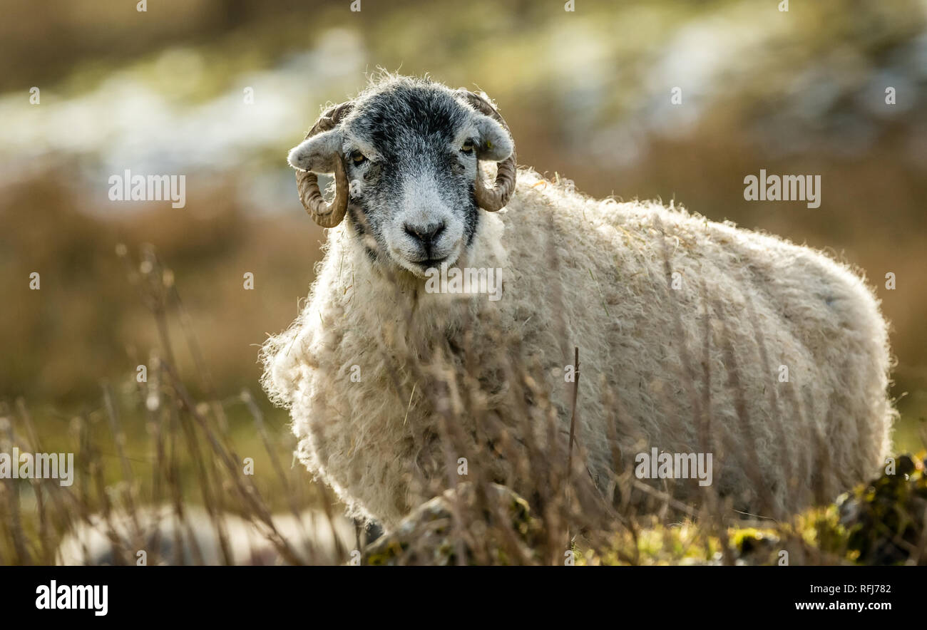 Swaledale pecora in inverno. Aprire la brughiera allevamento collinare in Yorkshire Dales, Inghilterra, Regno Unito. Swaledale pecore sono una comune razza di pecore in Nord Yorks Foto Stock
