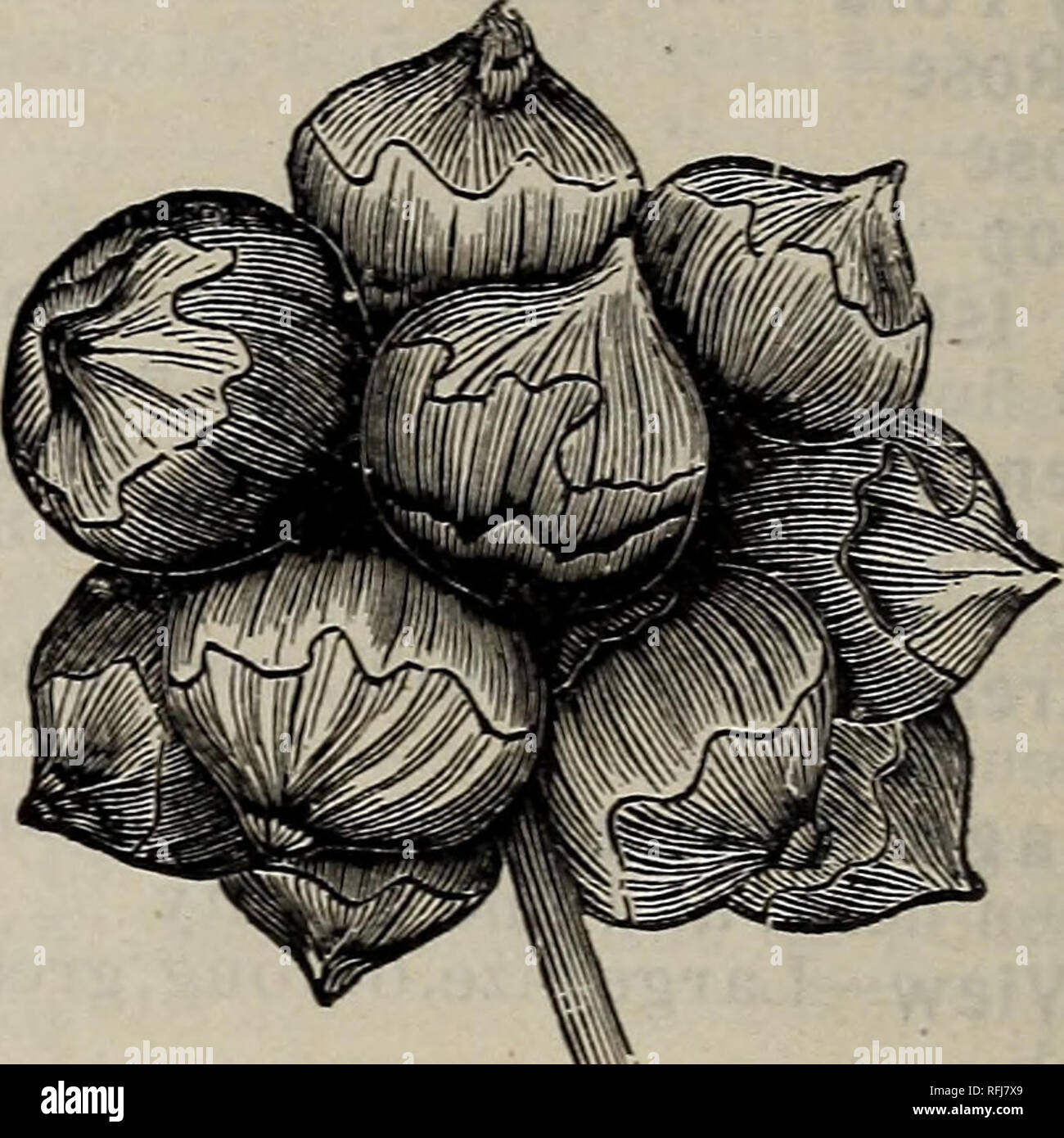 . Wm. Eber &AMP; Figlio il catalogo di alta classe giardino, campo dei fiori e semi di PRATO : lampadine, fertilizzanti, attrezzi da giardino, etc. Vivaio Illinois Quincy cataloghi; semi di ortaggi cataloghi; fiori Semi cataloghi; lampadine (piante) cataloghi; attrezzi agricoli cataloghi. Precoce supplementari di cipolle rosse. Come li si solleva. Qualsiasi paese che sollevare un buon raccolto di mais, ad eccezione di argilla rigida o suoli ghiaiosi, è adatto per le cipolle. Selezionare una argilla sabbiosa con una miscela di luce di argilla; è più facile • lavorare e produce buoni raccolti. Terra che è stato lavorato due anni in precedenza in arato colture, e pesantemente ma Foto Stock