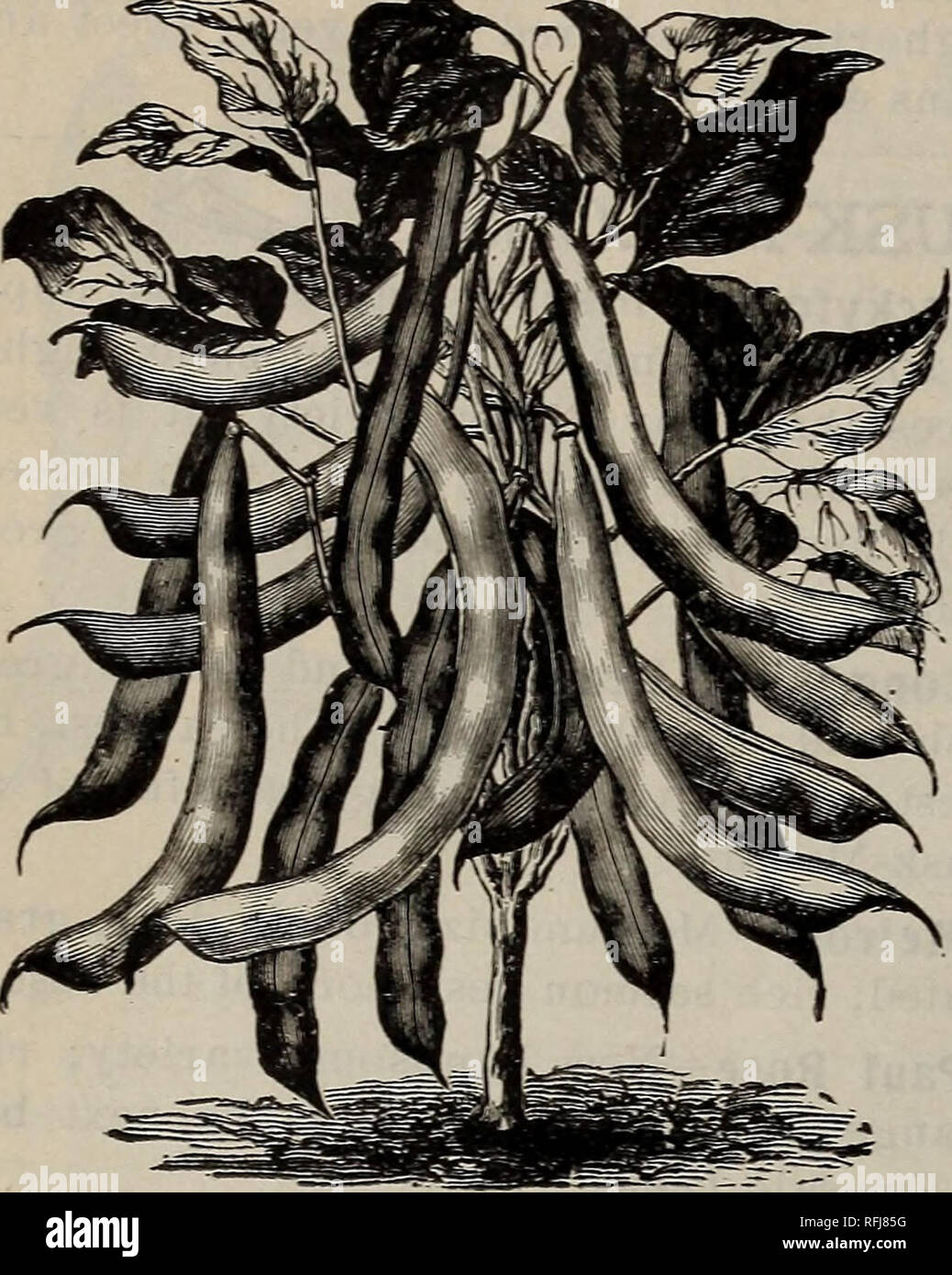 . Wm. Eber &AMP; Figlio il catalogo di alta classe giardino, campo dei fiori e semi di PRATO : lampadine, fertilizzanti, attrezzi da giardino, etc. Vivaio Illinois Quincy cataloghi; semi di ortaggi cataloghi; fiori Semi cataloghi; lampadine (piante) cataloghi; attrezzi agricoli cataloghi. 6 WM. EBER &AMP; Figlio il catalogo annuale. Selezionare Elenco di semi vegetali. Fagioli.-Bobnen. (.Quindici centesimi a quart extra se inviate tramite posta elettronica.). Il fagiolo di prodotto è stata estremamente breve per gli ultimi due anni. mi-mi nano o Bush. GR^MN POD ORDINA. Circa il primo di può selezionare una calda e asciutta e riparata, spot scavare e letame leggermente, Foto Stock