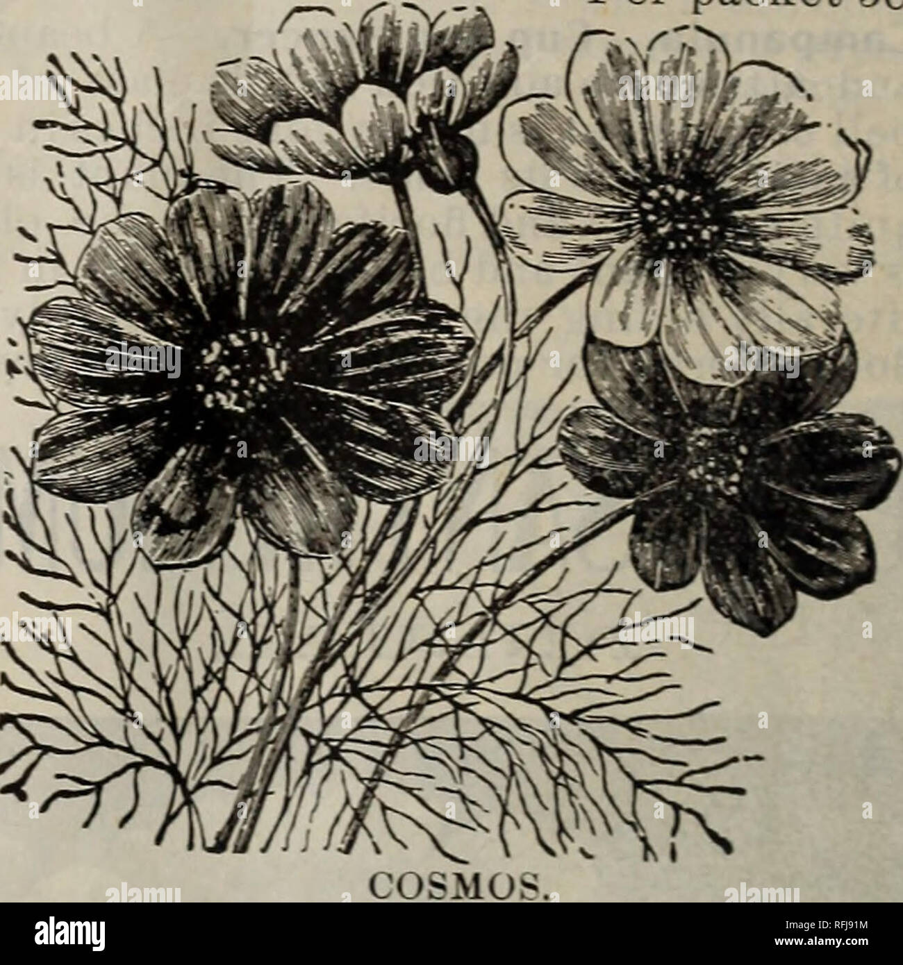 . Semi. Vivaio Wisconsin Milwaukee cataloghi; semi di ortaggi cataloghi; fiori Semi cataloghi. CHYSANTHEMOI MASSIMO. Nuovo mammut cosmo i fiori sono il doppio della dimensione della vecchia grande fioritura Cosmo, i petali sono più ampi e la sovrapposizione di-, formando un perfettamente rotonda ^ fiore profondamente nervate e della splendida sostanza. Per il taglio per mazzi e vasi questo è uno dei più bei fiori coltivati, della durata in acqua per due settimane; i lunghi steli e fogliame feathery si prestano a regime grazioso. Questo nuovo ceppo di Mammut del cosmo nella gloria del giardino d'autunno. Le piante, cinque Foto Stock