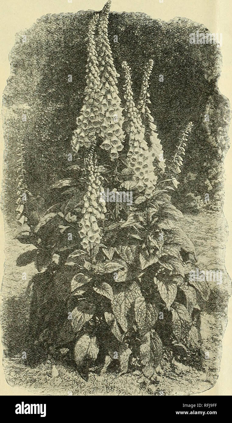 . Caduta la semina. Vivaio di Pittsburgh Pennsylvania cataloghi; lampadine (piante) cataloghi; piante ornamentali, cataloghi; fiori Semi cataloghi; arbusti cataloghi. Prezzi speciali per l'autunno del 1900. 11 ALCUNE NOTEVOLI HARDY PIANTE.-continua. FOXGLOVE (Digitalis). In Inghilterra il Foxglove cresce allo stato selvatico, ma notwithstand- ing questo è un grande giardino preferiti, come ben merita di essere. Per la maestosa e pittoresca bellezza è di non essere sur- superato e piantate in masse nel giardino tra arbusti o naturalizzato sul bordo dei boschi, nel frutteto o lungo brooks, è estremamente efficace e satisfactor Foto Stock