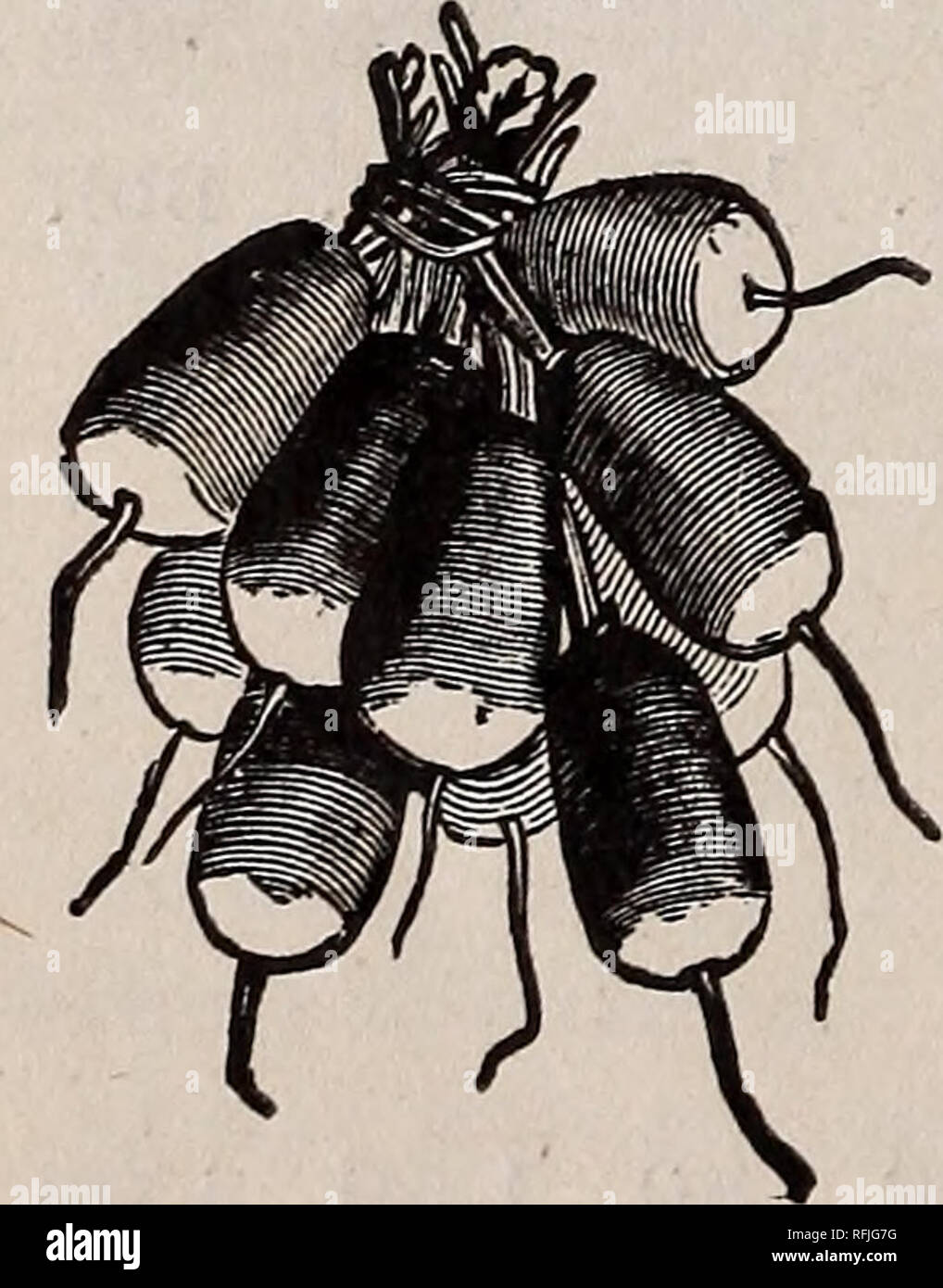 . Illustrato e catalogo descrittivo del campo, giardino e semi di fiori. Vivaio Maine Fryeburg cataloghi; semi di ortaggi cataloghi; attrezzi agricoli cataloghi. 28 E. W. BURBANK SEME CO'S. Catalogo. Early Sunrise. Questa varietà è stata fortemente recom- Pk. Bu. Bbl. riparato per diversi anni e in alcuni tratti è diventato uno standard per la varietà precoce supplementari di mercato. È della famiglia di rosa e un buon yielder di grandi tuberi liscia e la qualità è uno dei migliori di tutta la classe di Rose, .30 1.15 3.00 Montagna Verde. Questo meraviglioso fine potato orig- inated nel Vermont. Il suo bello Foto Stock