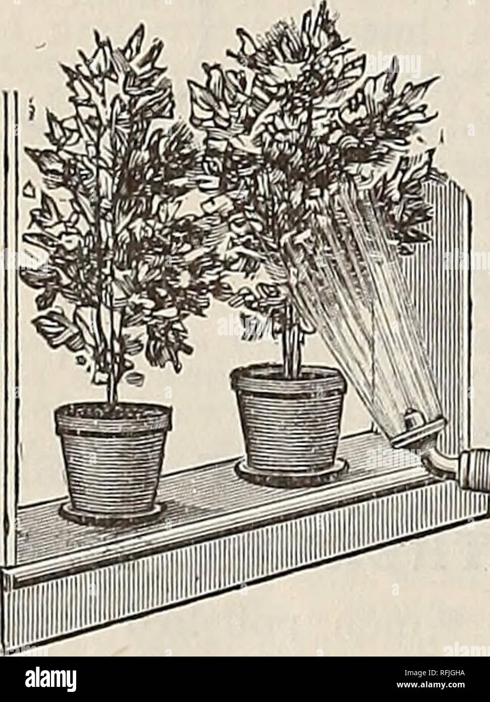 . Di alta qualità e di ortaggi e fiori semi, 1899. Vivaio nello Stato di New York New York cataloghi; fiori cataloghi; lampadine (piante) cataloghi; piante ornamentali, cataloghi; attrezzature da giardinaggio e i cataloghi dei materiali di consumo. No. 1. Tutti tin . ciascuna, n. 4. Tutti rame, " VALVOLA AUTOMATICA irrigatore. Un articolo indispensabile per la finestra del giardinaggio che sia uno dei migliori invenzione- zioni per lavare il fogliame e spargendo piante tenute in casa durante il periodo invernale e per il lavaggio e umido- ening fiori recisi. Prezzo, ogni,di grandi dimensioni, $1.00; di piccole dimensioni, 75 cts.; da mail, post-pagato. HALES' PERFETTA TRAPPOLA PER MOLE Foto Stock