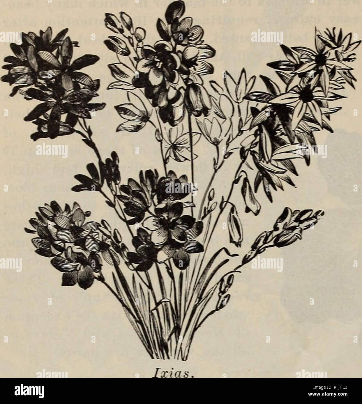 . Lampadine e radici di fioritura per la caduta di piantare, 1899. Vivaio nello Stato di New York) cataloghi; lampadine (piante) cataloghi; fiori cataloghi. 26 J. M. Thorburx &AMP; Co.-Catalogo delle lampadine. Nuovo singolo di grande fioritura GIAPPONE IRIS. Bluebird. Chiaro blu scuro 0 dollari 20 Como. Amaranto rossastro, con grande centro bianco 20 squisiti. Gres fine-blu 20 ombra. Grandi petali ondulati, dark indigo-blu, con peacock lucentezza; golden center: fine 20 Snowbound." Grande, bianco puro, con fasce d'oro. 20 Souvenir. Bella rosa con delicate venature blu 20 Nettuno. Grigio rossastro, liberamente venato Quakeress 20. Luce laven Foto Stock
