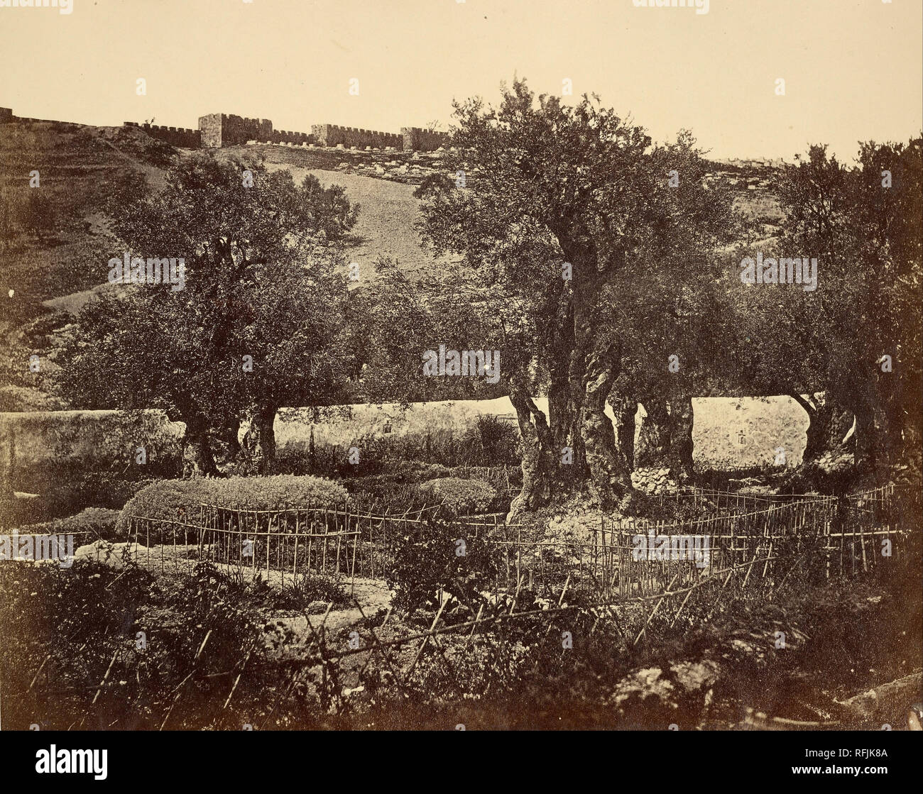 Il Giardino del Getsemani. Data/Periodo: 1857. Stampa. Albume d'argento. Altezza: 249 mm (9.80 in); larghezza: 314 mm (12.36 in). Autore: James Robertson. Foto Stock