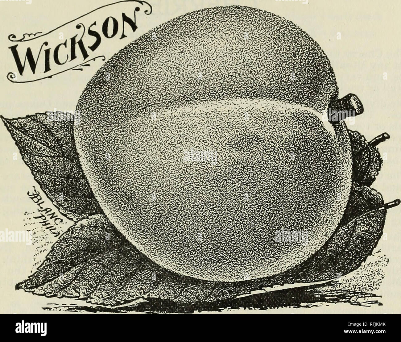 . Catalogo di primavera 1899. Vivaio nello Stato di New York) cataloghi; alberi da frutto Cataloghi Cataloghi di frutta; Vivai (orticoltura) nello Stato di New York) Cataloghi. Il Geo. A. dolce nido Co., Dansville, N. Y. 15. Giappone prugna "WICKSON." Burbank è di nuovo catalogo per 1899 dice :-"migliaia di coltivatori di frutta, che sappiamo che il nostro "WICKSOK" prugna è stata in vendita per $5.50 per S8.55 per 20-lb. scatola commercio all'ingrosso in asta a New York la scorsa estate sono la piantagione su vasta scala, ben sapendo che non è di alcuna utilità per la crescita di qualsiasi altra prugna durante la sua stagione. Il "WICKSON&quo Foto Stock