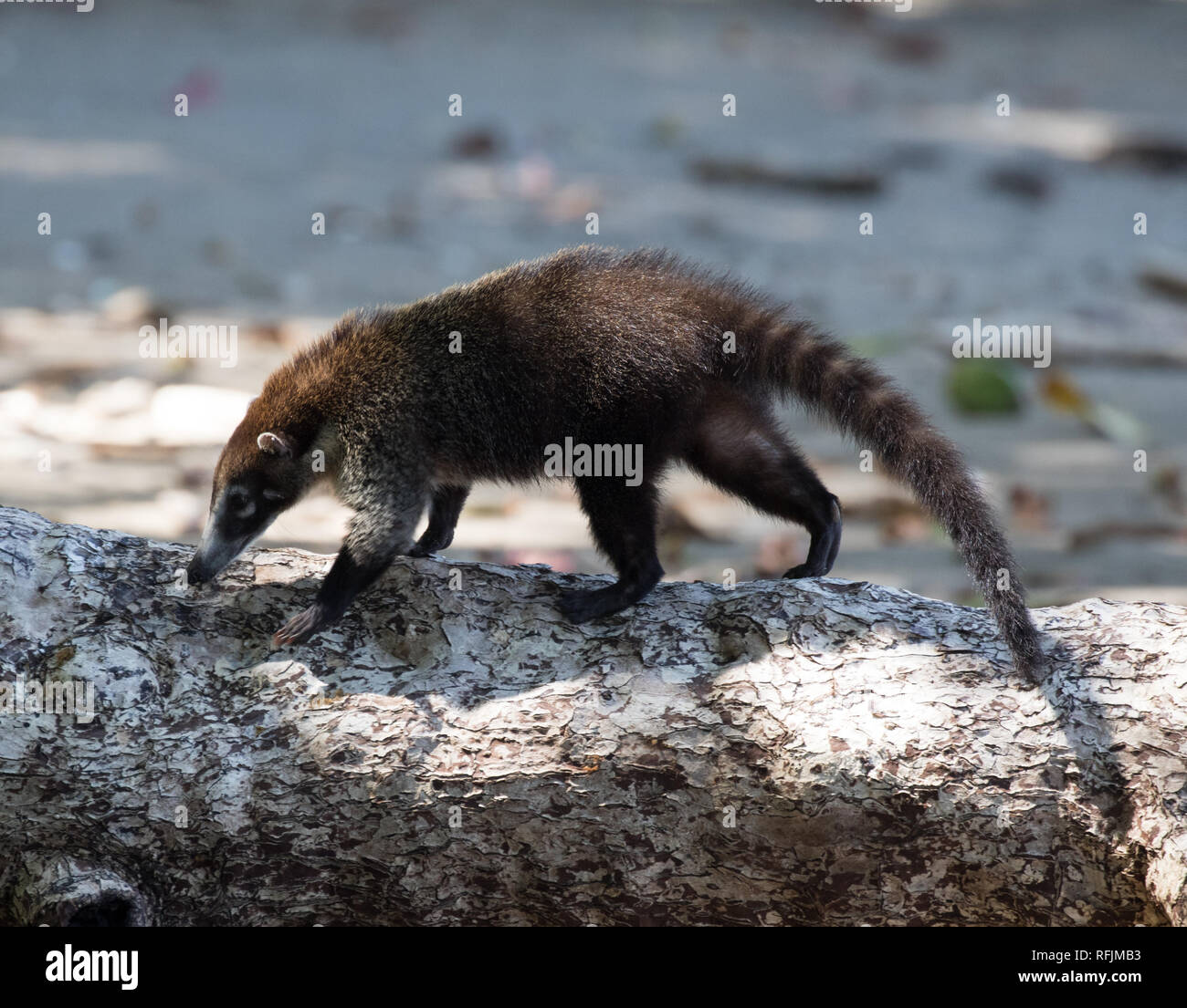 coati-dal-naso-bianco-immagini-e-fotografie-stock-ad-alta-risoluzione