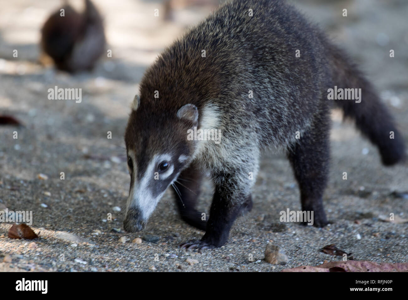Coati Dal Naso Bianco Immagini E Fotografie Stock Ad Alta Risoluzione Coati Dal Naso Bianco Immagini E Fotografie Stock Ad Alta Risoluzione