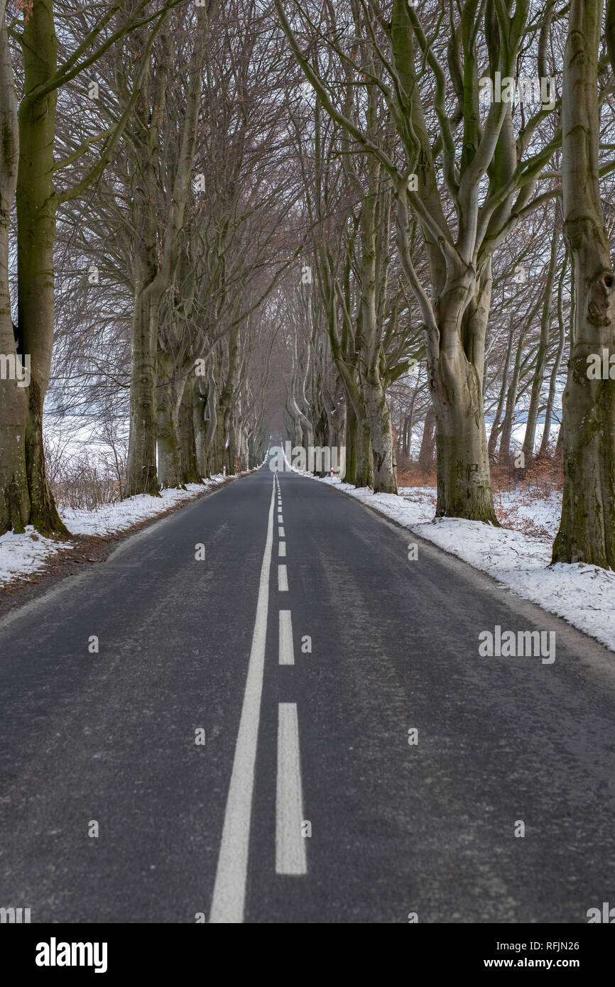 Una stretta strada asfaltata tra gli alti alberi. Prospettiva appiattita di una lunga strada per automobili. Stagione invernale. Foto Stock