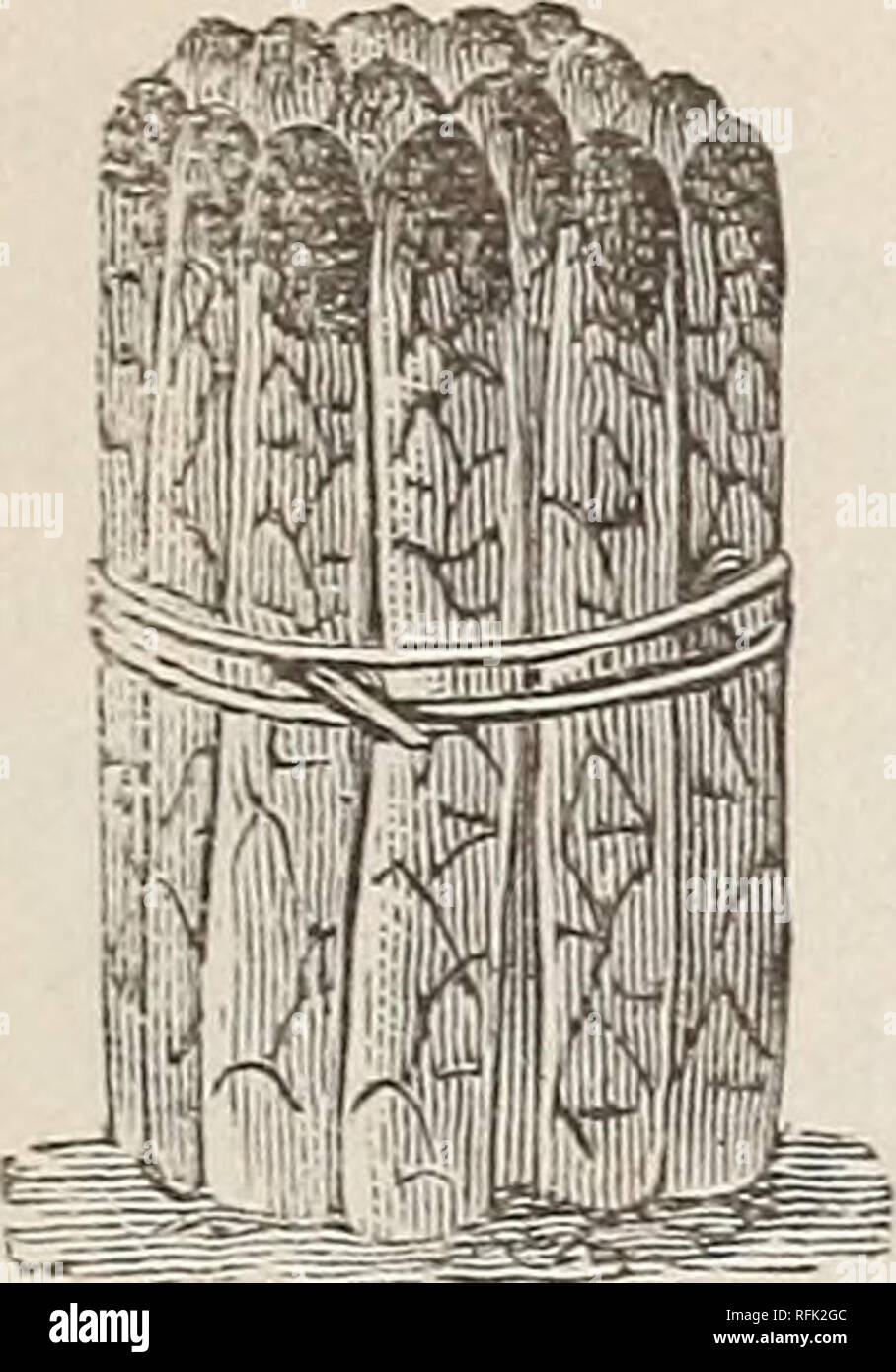 . Trentaduesima illustrato e catalogo descrittivo del Webster vivaio. Vivaio Illinois Cataloghi Cataloghi di frutta; alberi da frutto piantine cataloghi; piante ornamentali, cataloghi. c. h. Webster prezzo descrittivo elenco. 21 asparagi.. Si prega di notare che queste immagini vengono estratte dalla pagina sottoposta a scansione di immagini che possono essere state migliorate digitalmente per la leggibilità - Colorazione e aspetto di queste illustrazioni potrebbero non perfettamente assomigliano al lavoro originale. Webster vivai; Webster, C. H; Webster &AMP; Co. 'S vivai; Henry G. vivaio di Gilbert e il commercio di sementi Catalogo Collezione. Centralia, Foto Stock