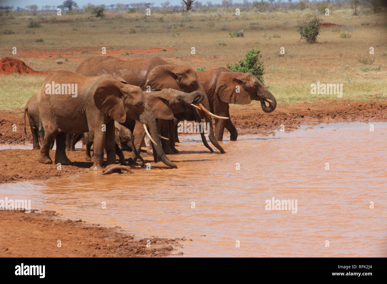 Una famiglia di l'elefante africano (Loxodonta africana) bere in un stagno di Savannah a parco nazionale orientale di Tsavo in Kenya. Foto Stock