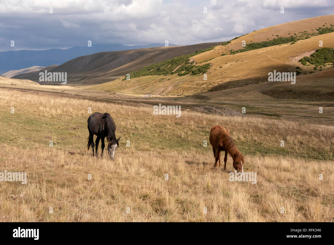 I cavalli pascolano sulle erbe secche alta (8000-9000 piedi) nell'Altopiano Assy, Kazakistan Foto Stock