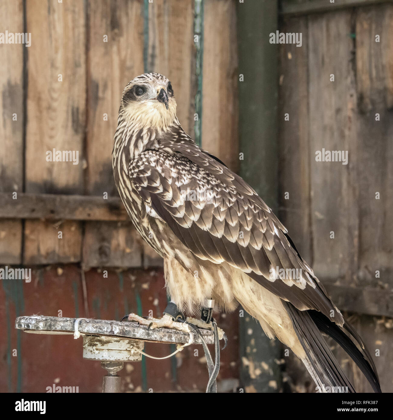 Addestrato ruvida zampe hawk (query Buteo lagopus), Sunkar Centro dei falchi, Almaty, Kazakhstan Foto Stock